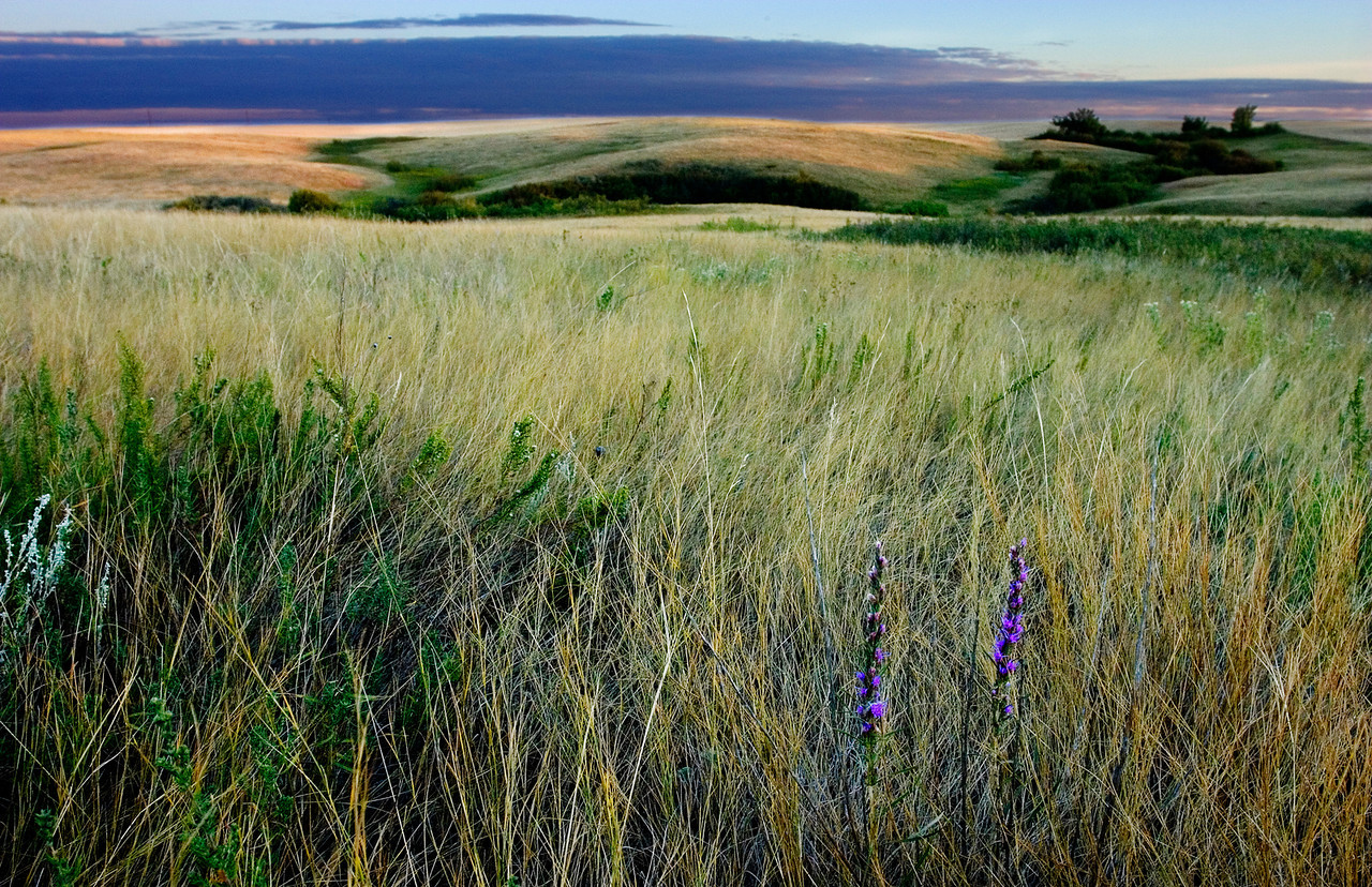Blazing star
