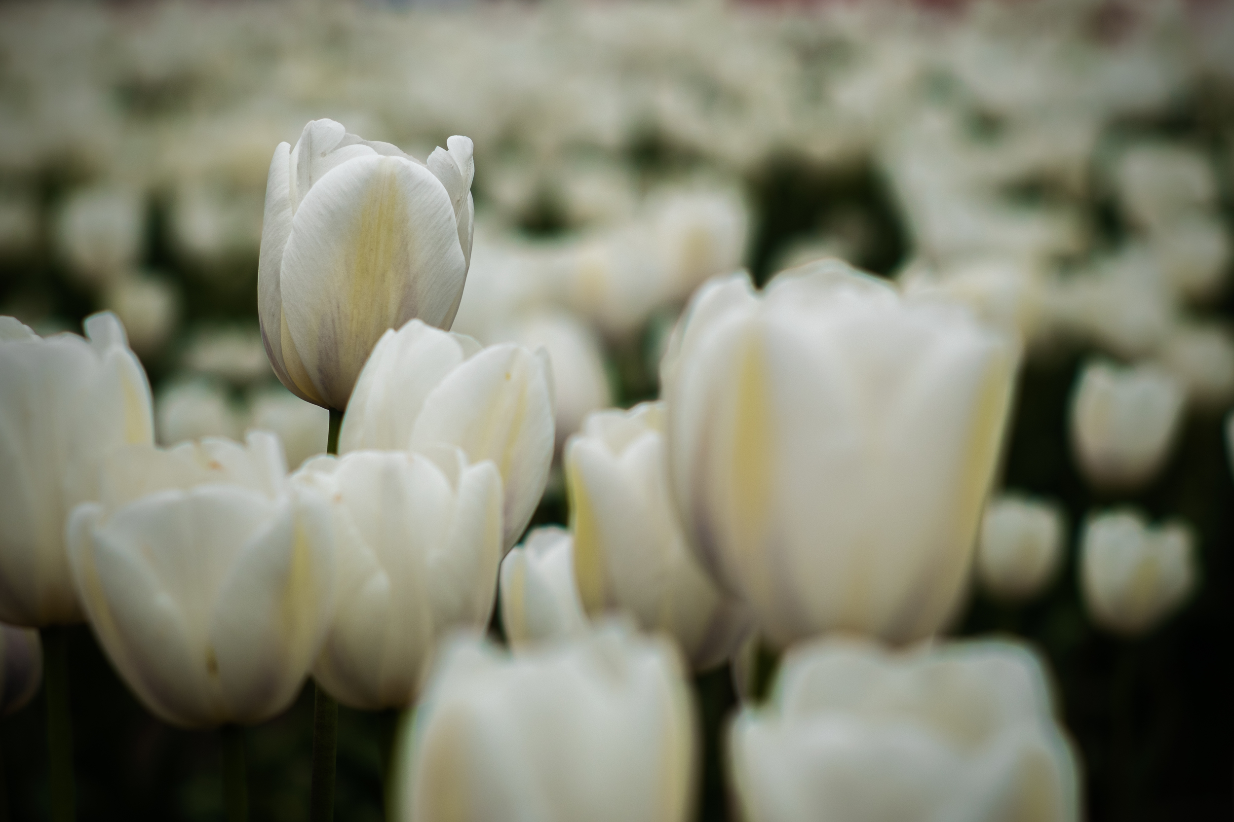 Fuji X-Pro 1, Jupiter 85mm f2.0 LTM