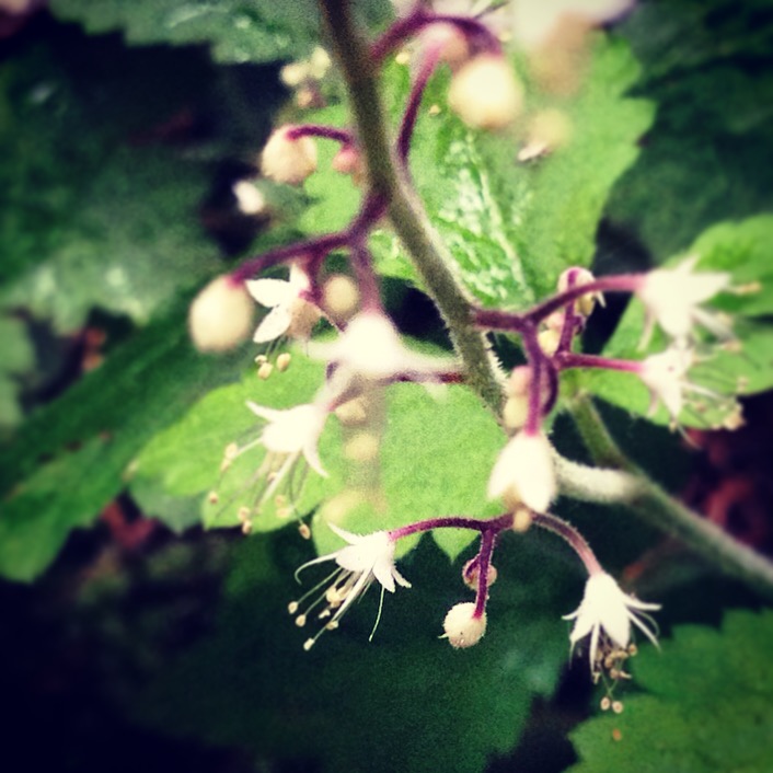 Tiny flowers in the forest near my home.