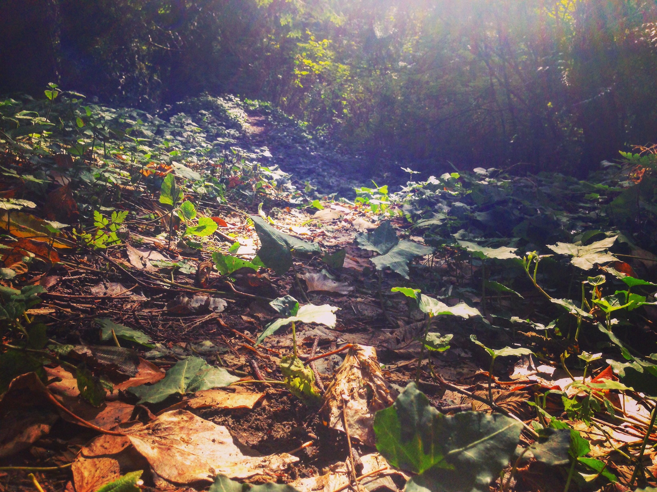 A trail in Port Moody.