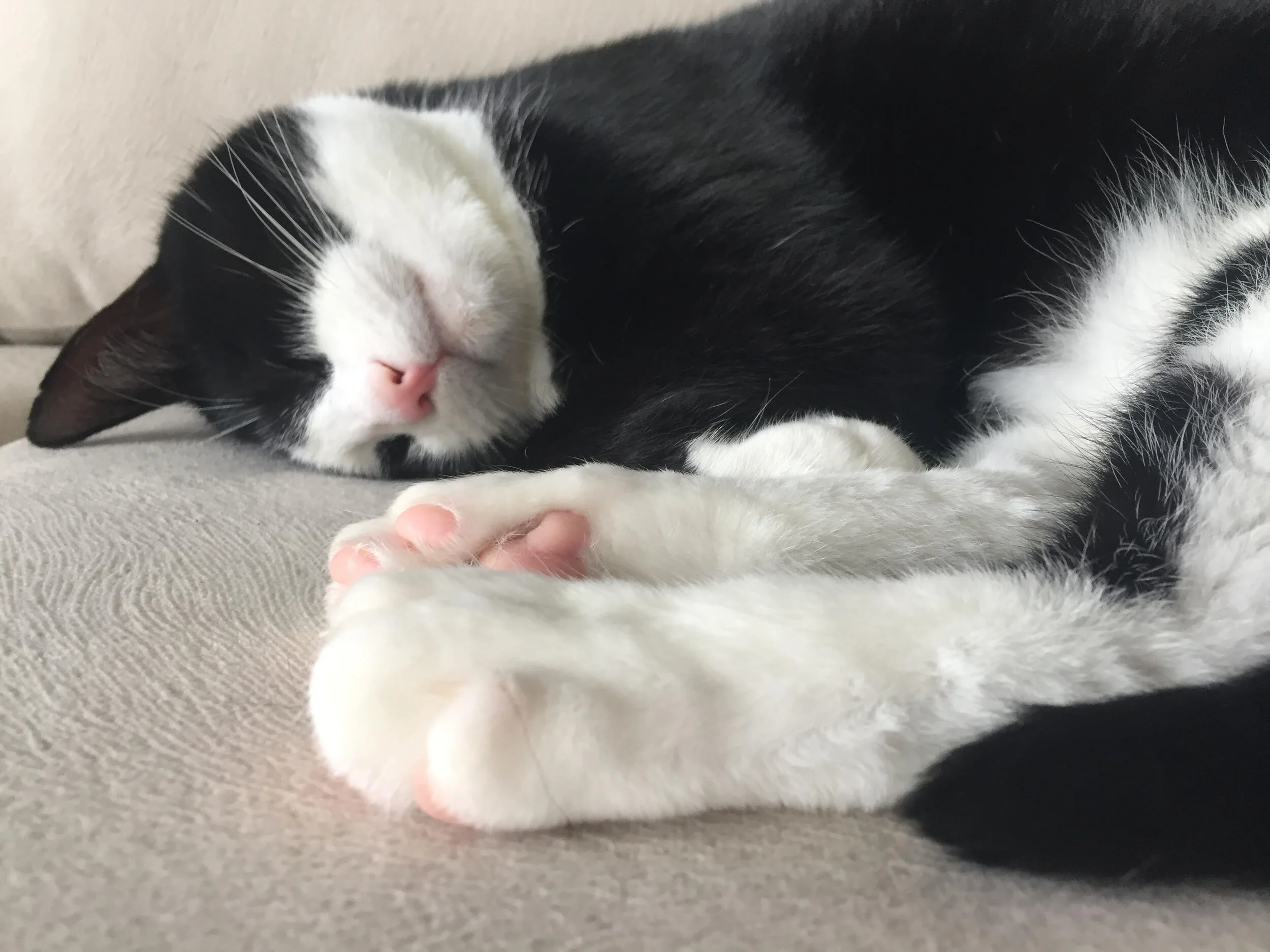 This cutie is really good at it.