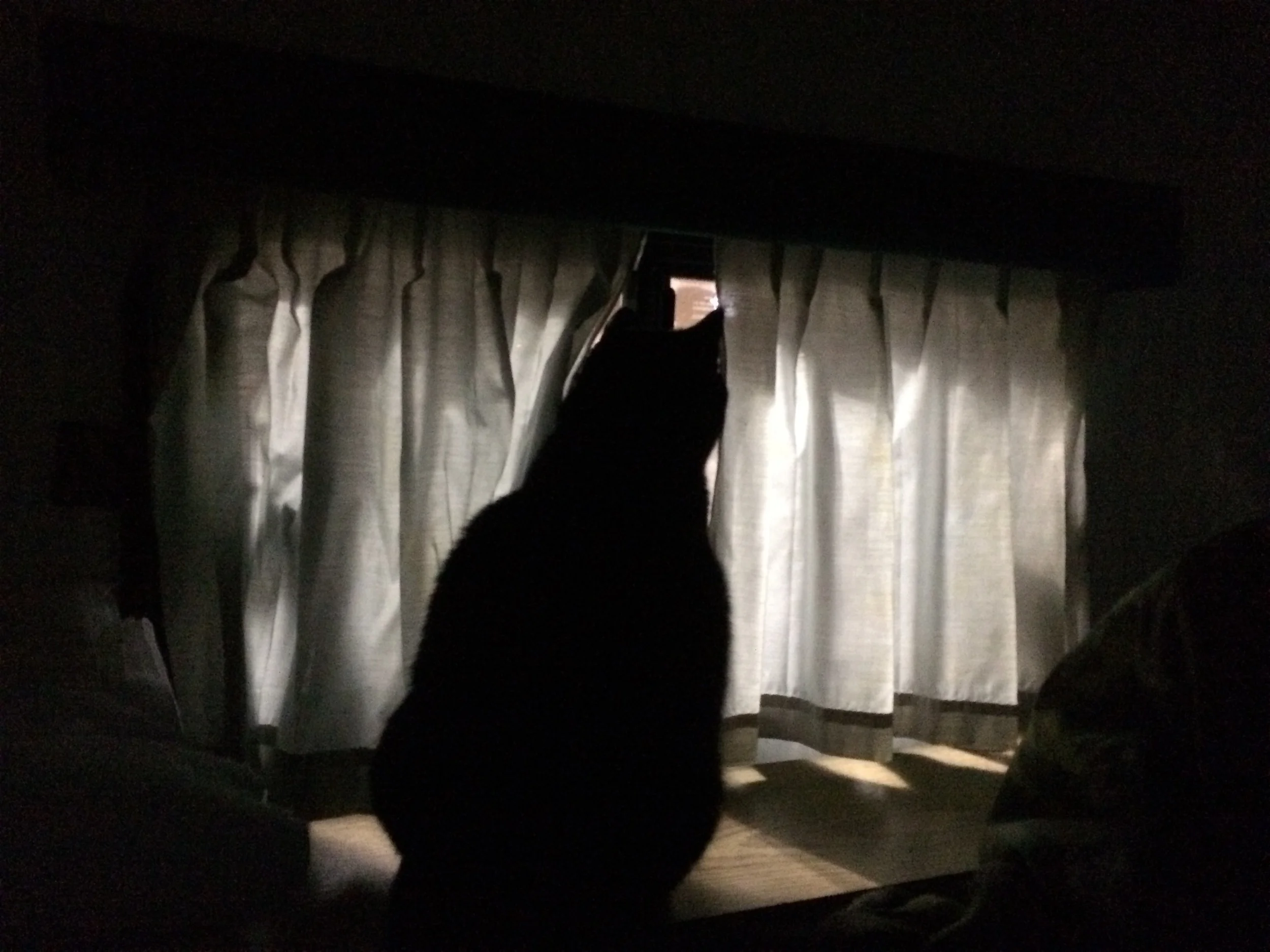 Kitten stares out the camper window