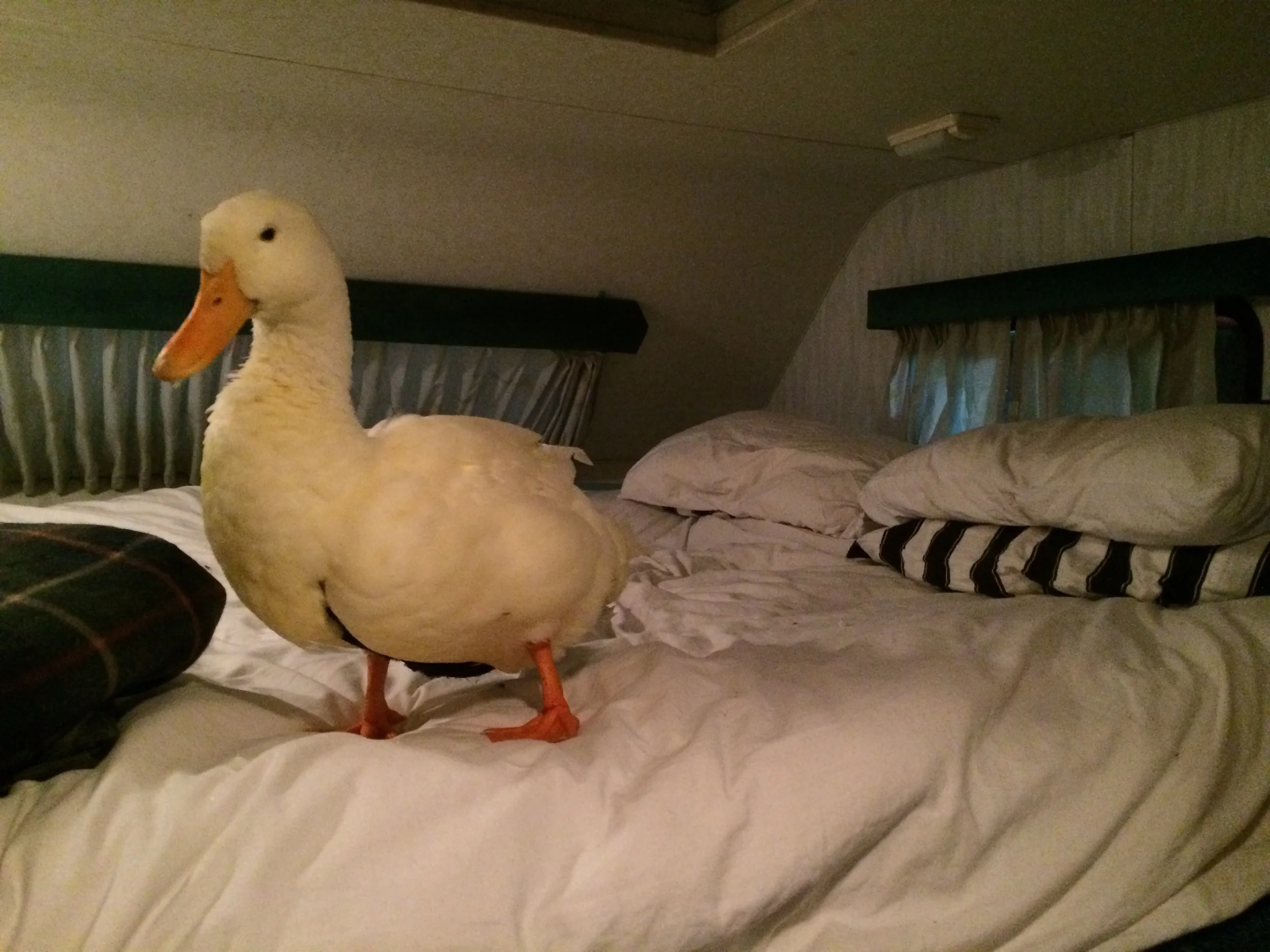 Gus in the bunk at camp for the night