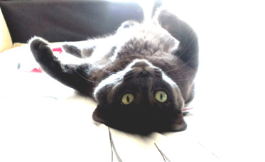 Meet Kuky