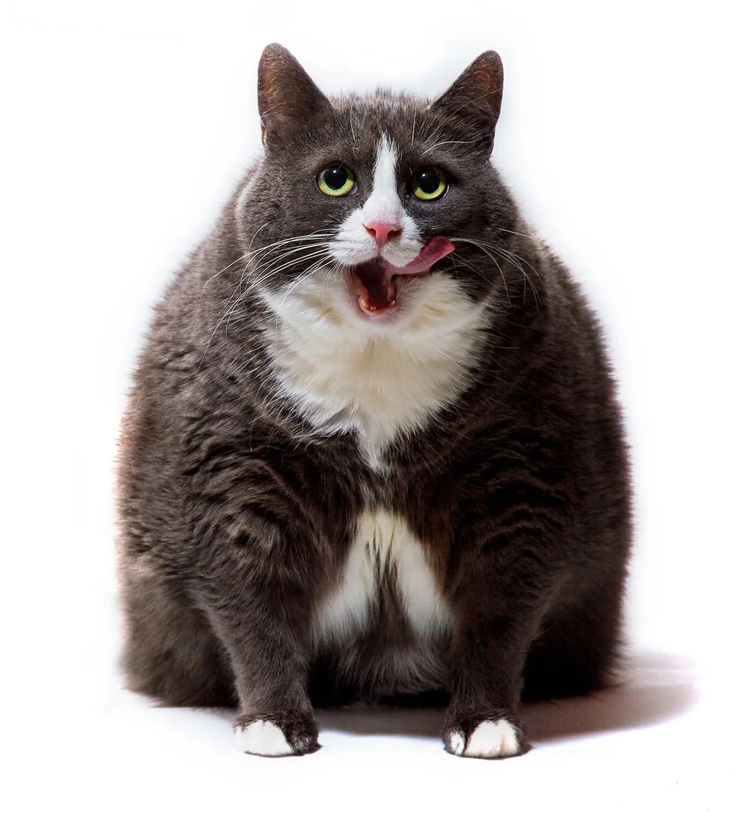 L'image représente un chat en surpoids qui ouvre la bouche et se lèche car il a faim.