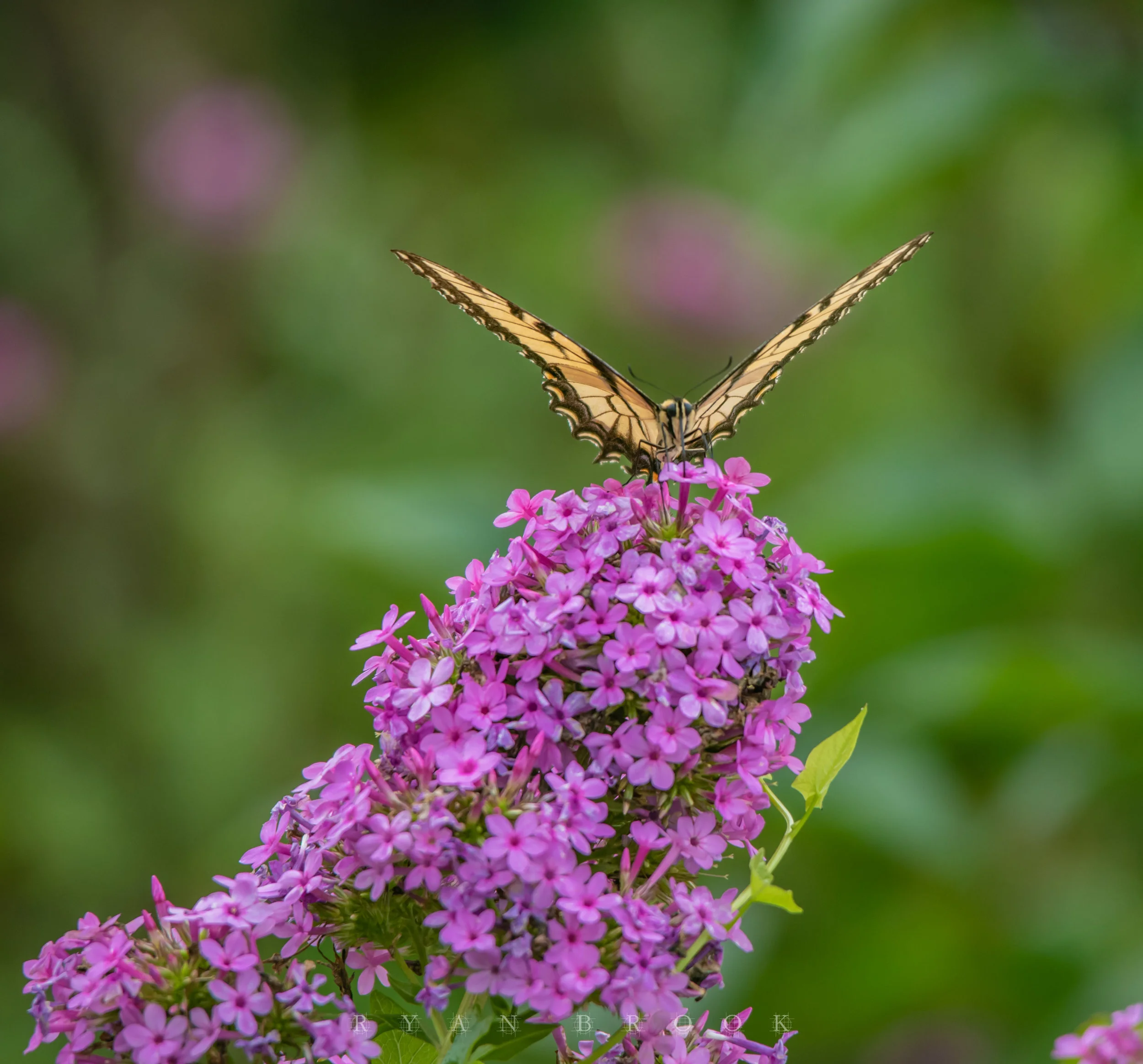 DSC_6826.jpg