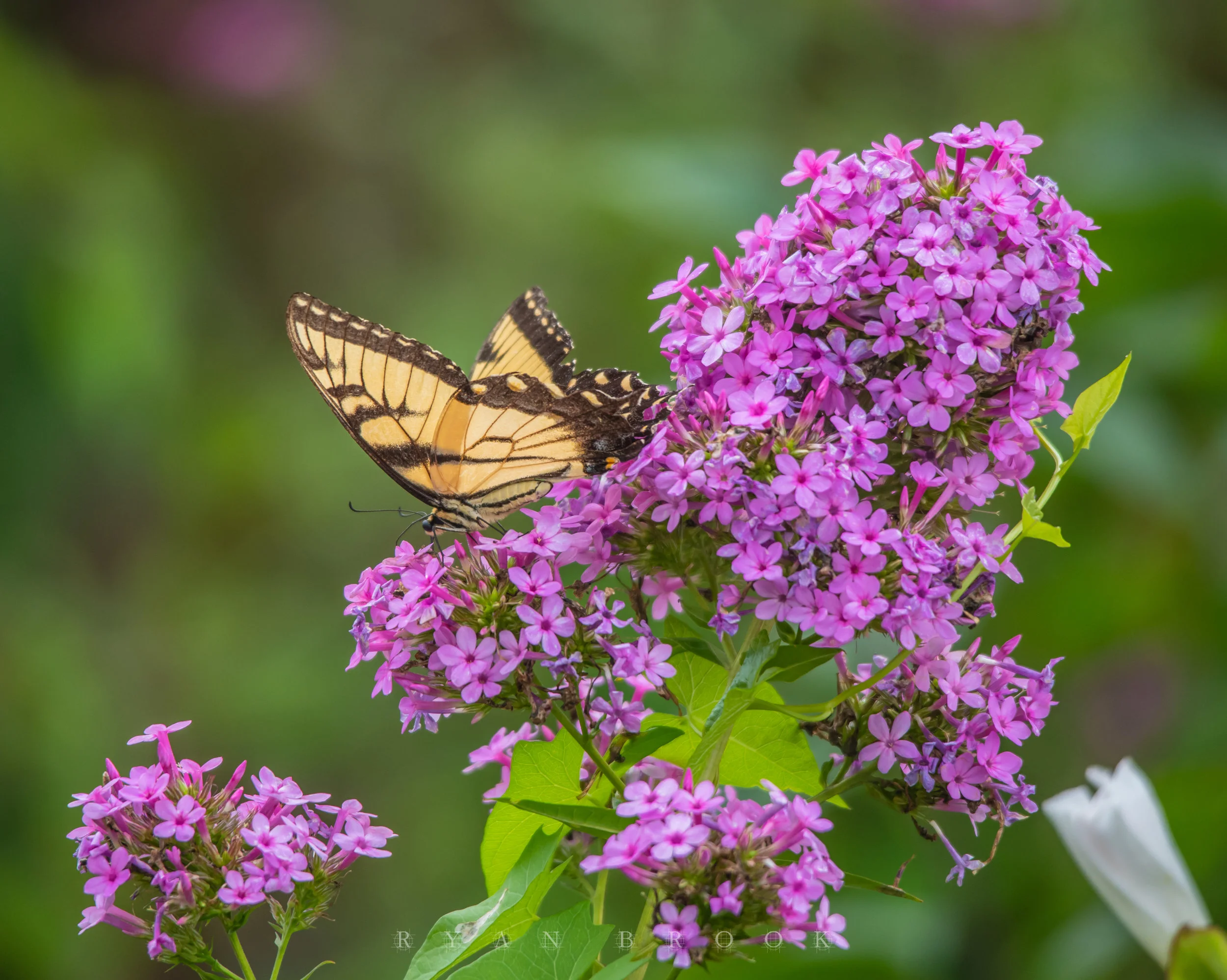 DSC_6847.jpg