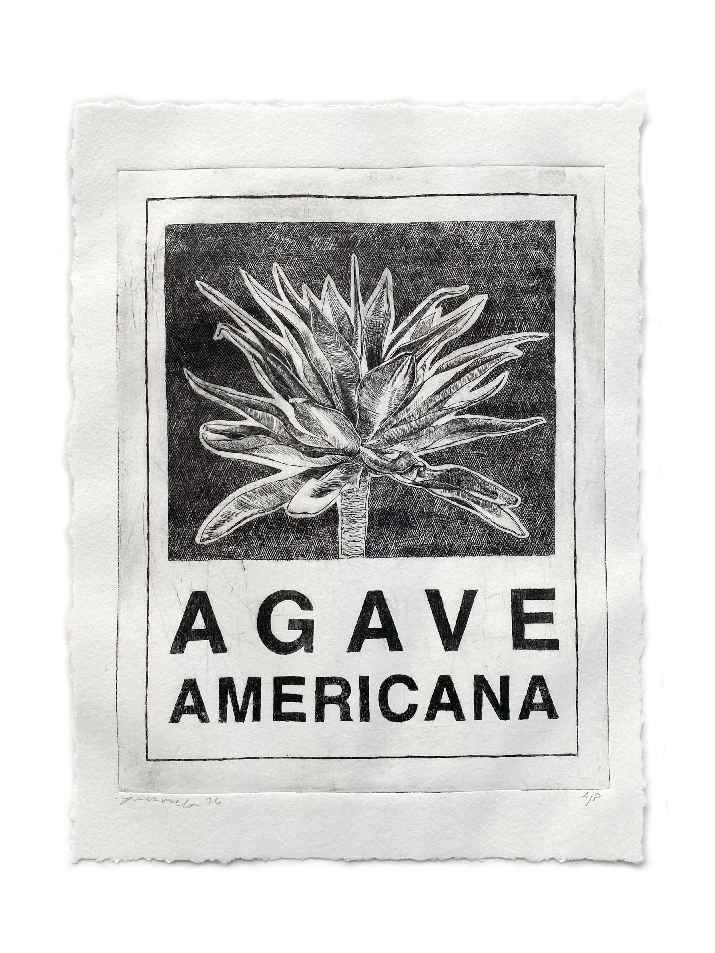 Etchings-Agave.jpg