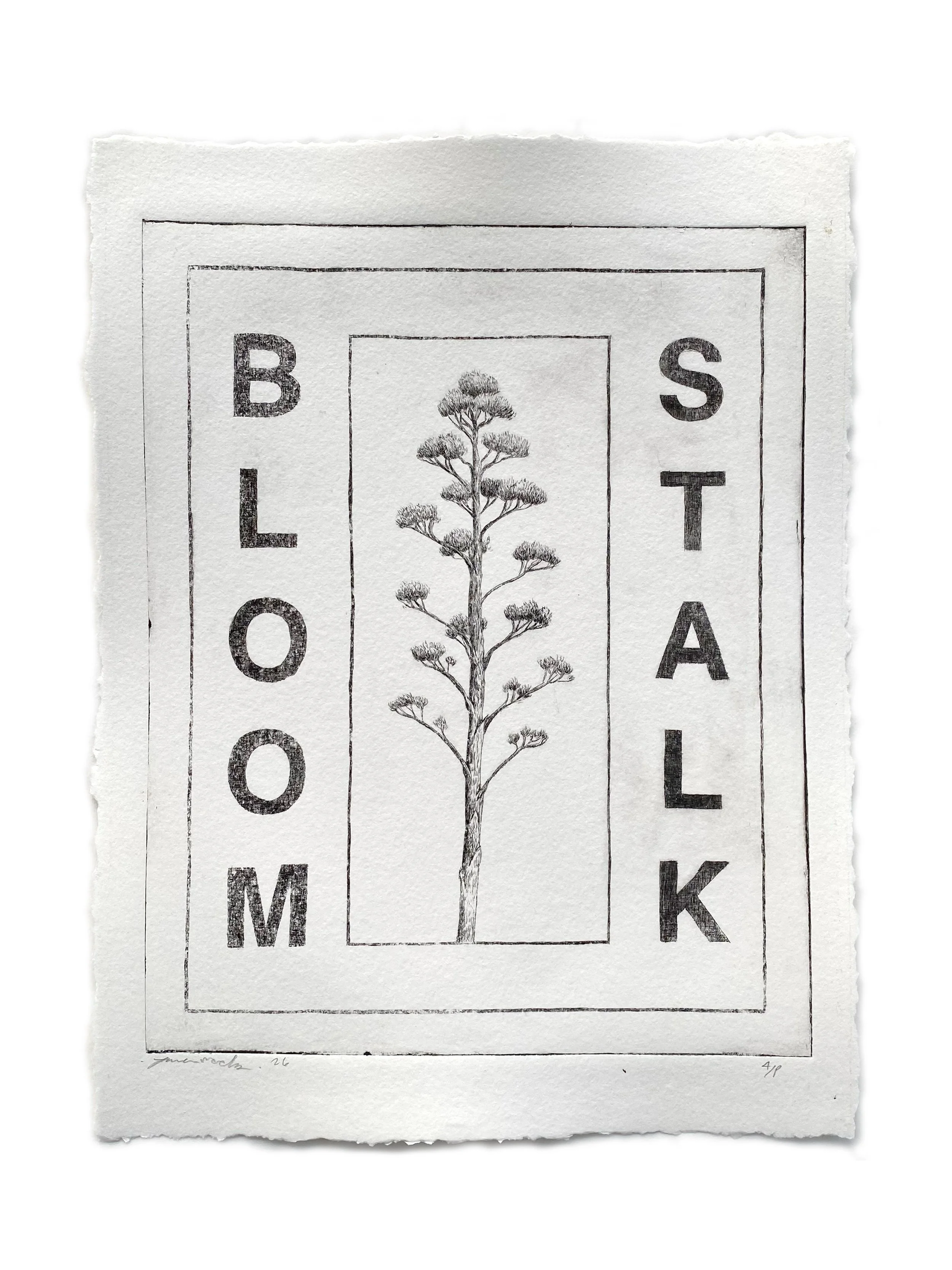 Etchings-BloomStalk.jpg