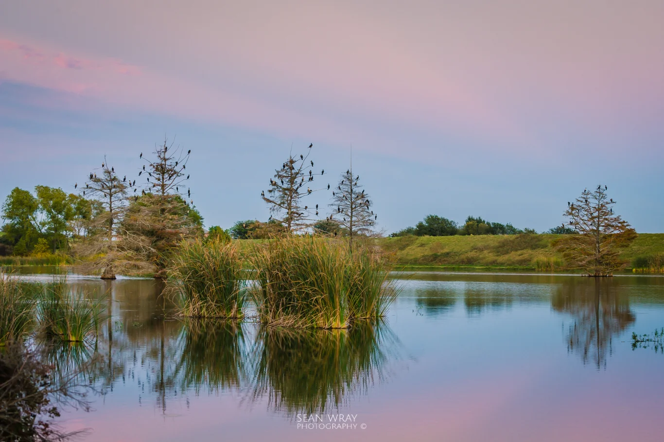 Lake birds settling in for the night before the rise of the super moon.