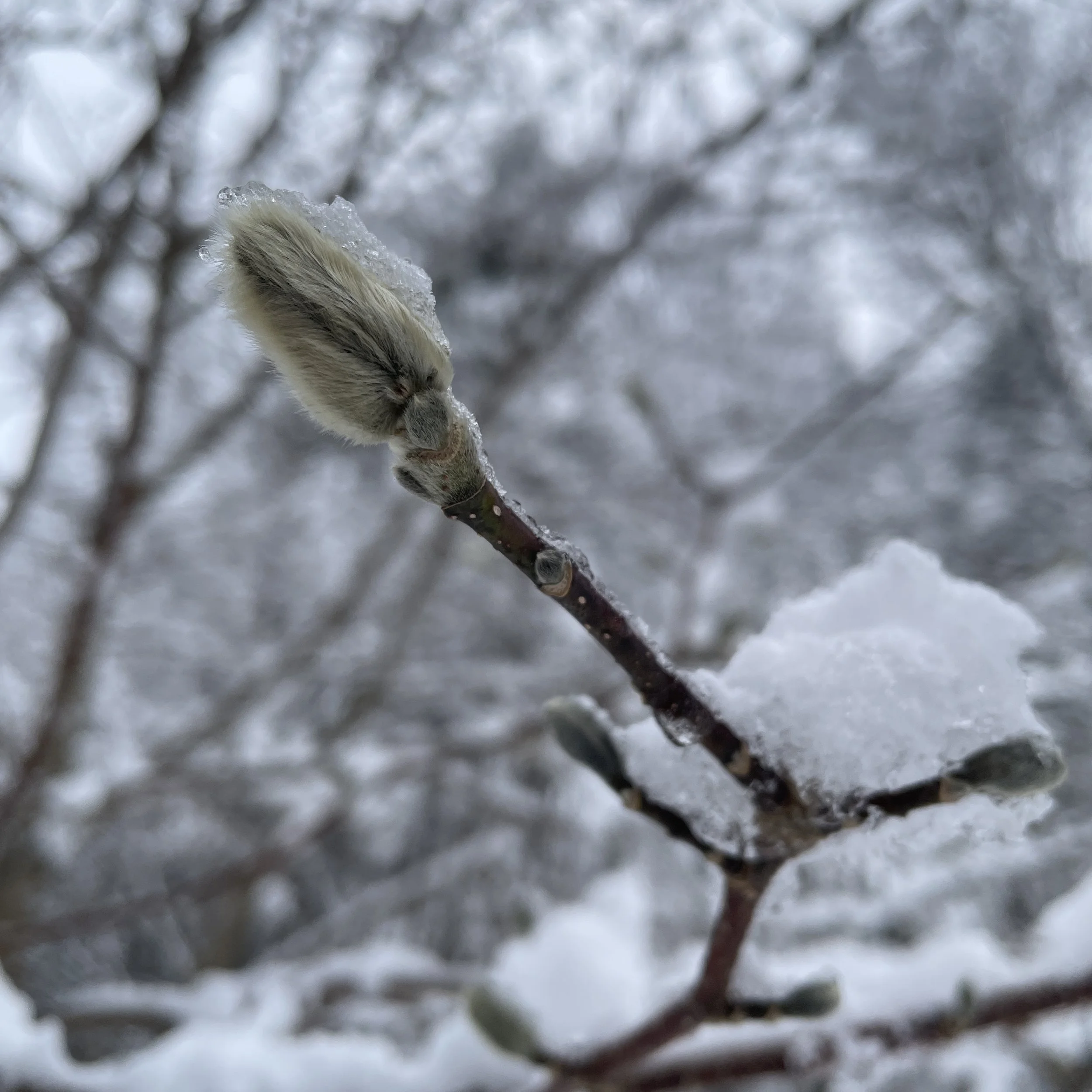 "Hold On Magnolia" 
