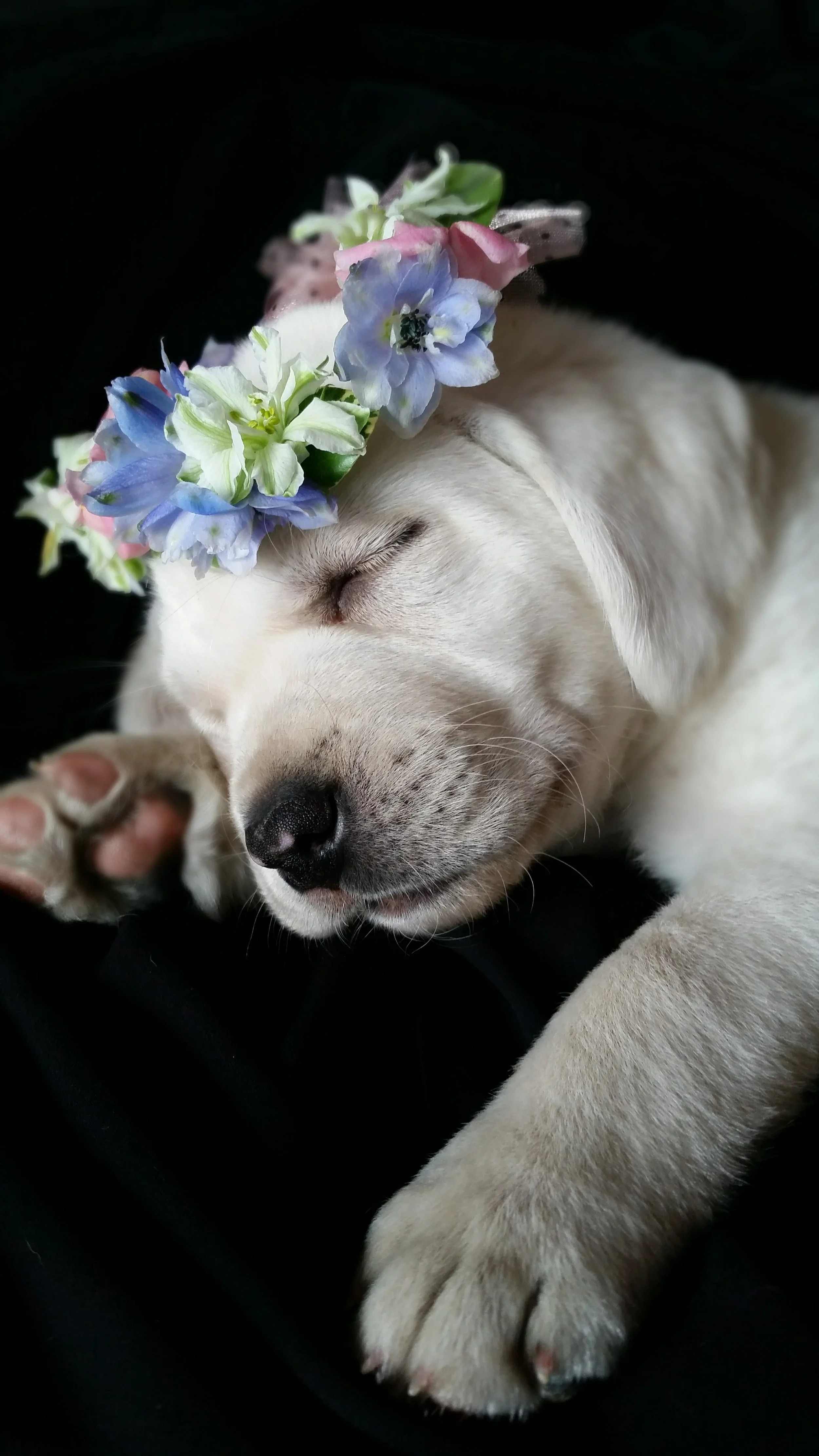 nellflowercrown.jpg