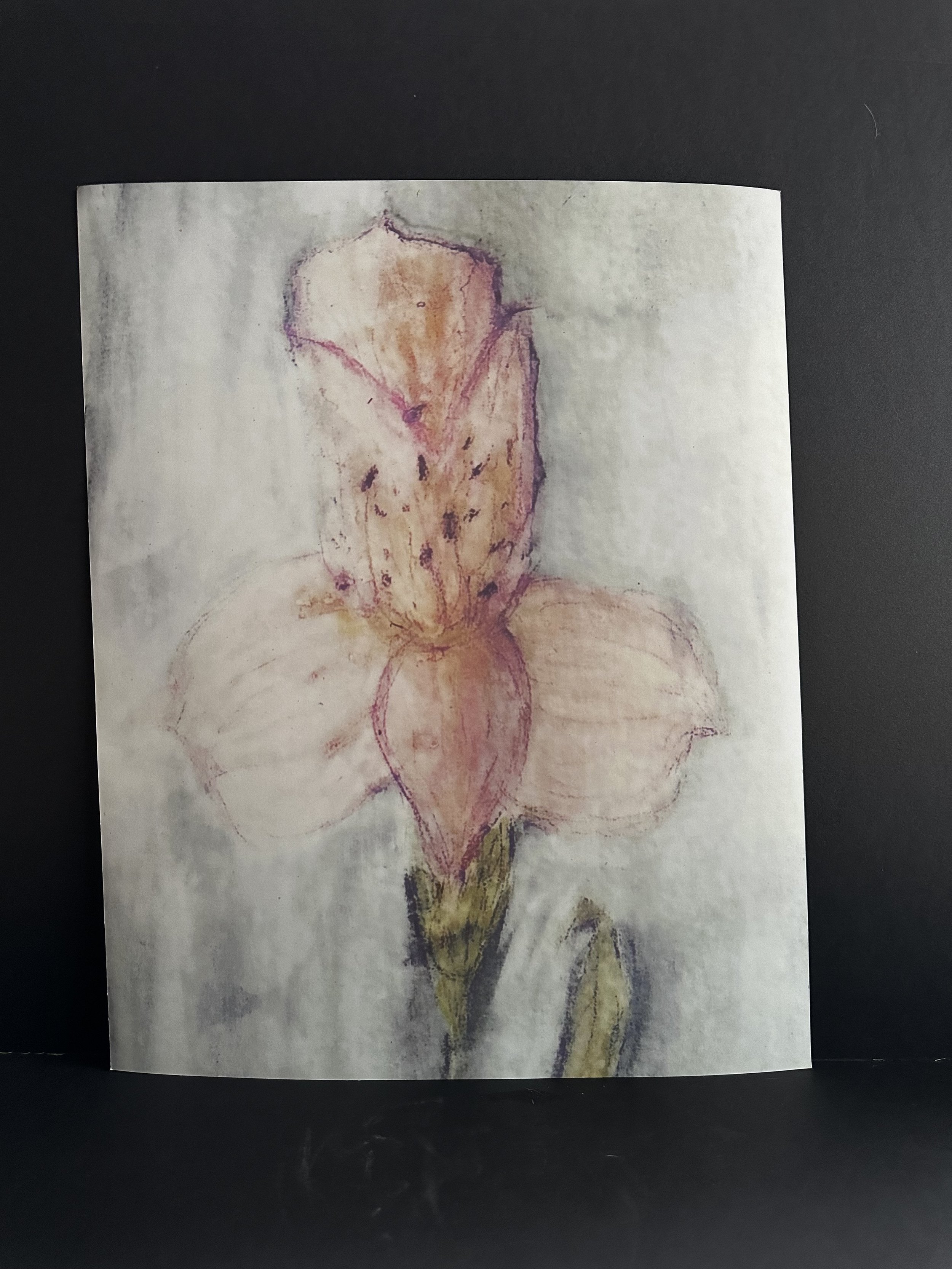 Alstroemeria.  Watercolor print