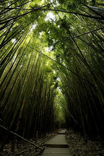 Bamboo Forest - Maui 