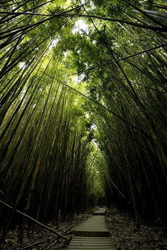Bamboo Forest - Maui