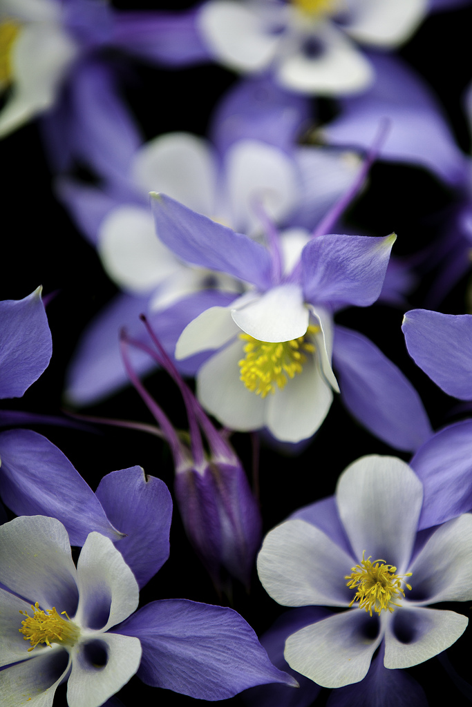 Columbines - Aspen CO