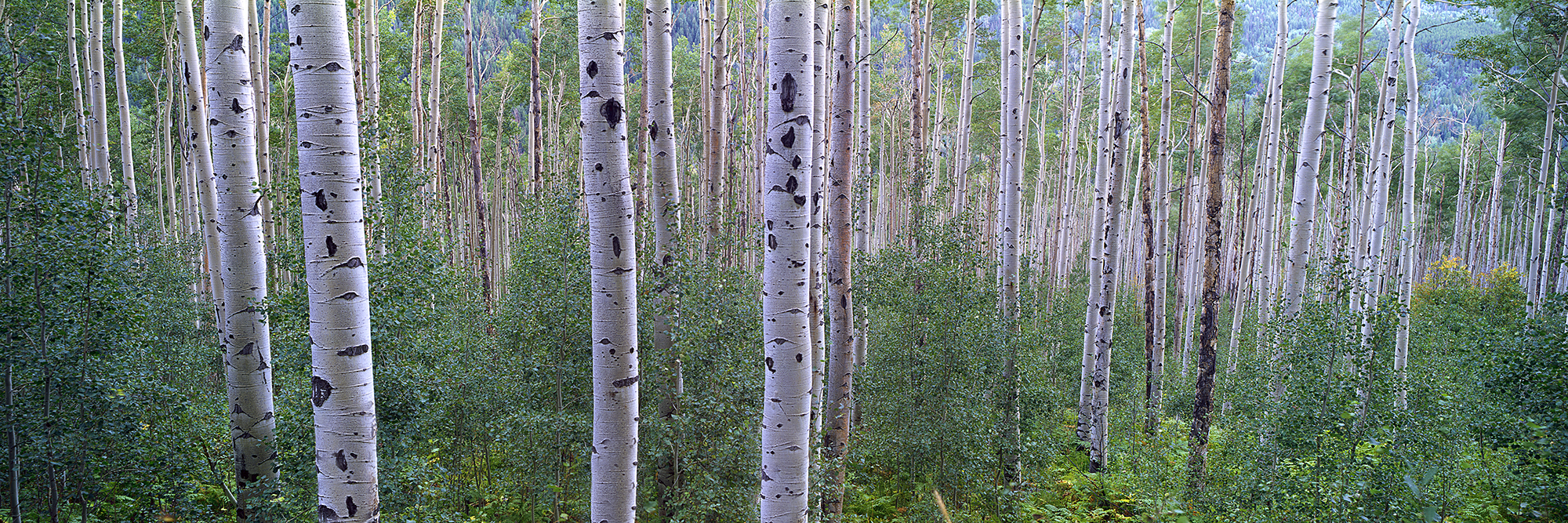 Summer Grove - Aspen Colorado 