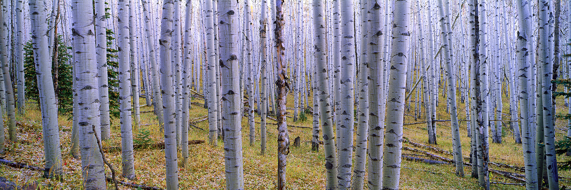 Falls Pan Aspens 1 web.jpg