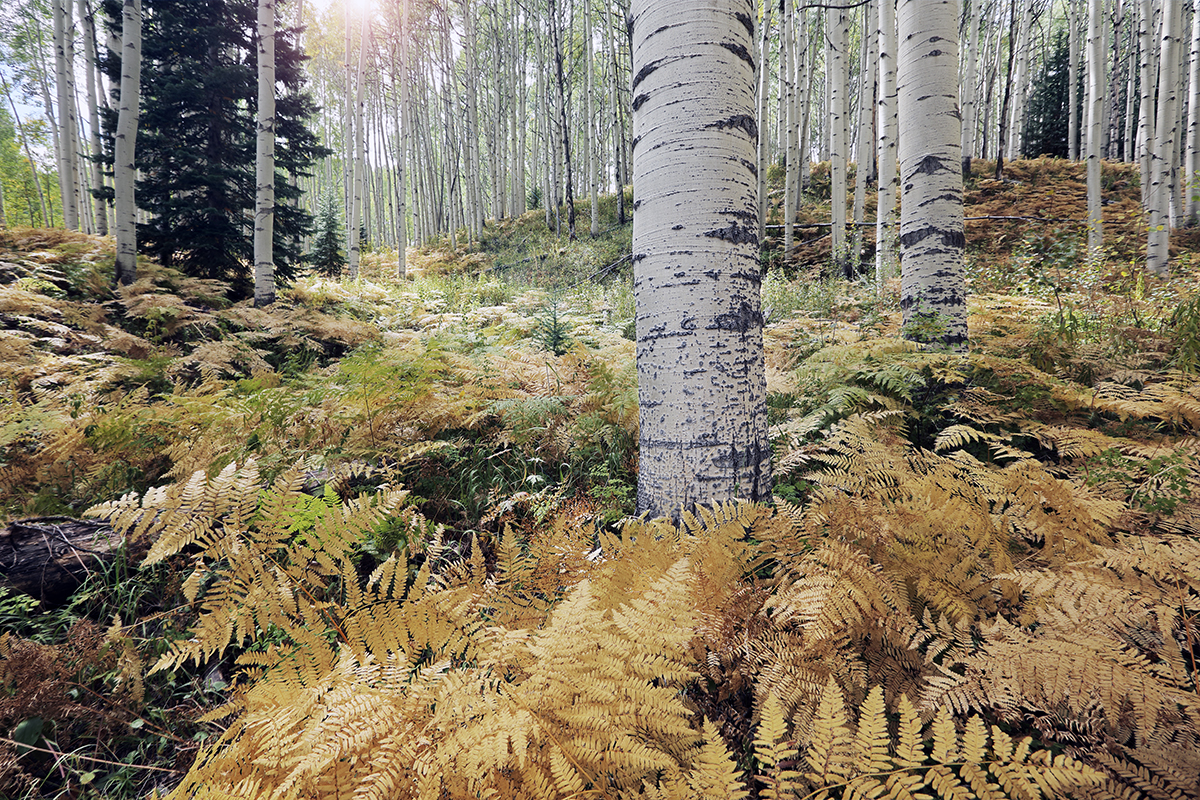 Fall Aspens 2016 web.jpg