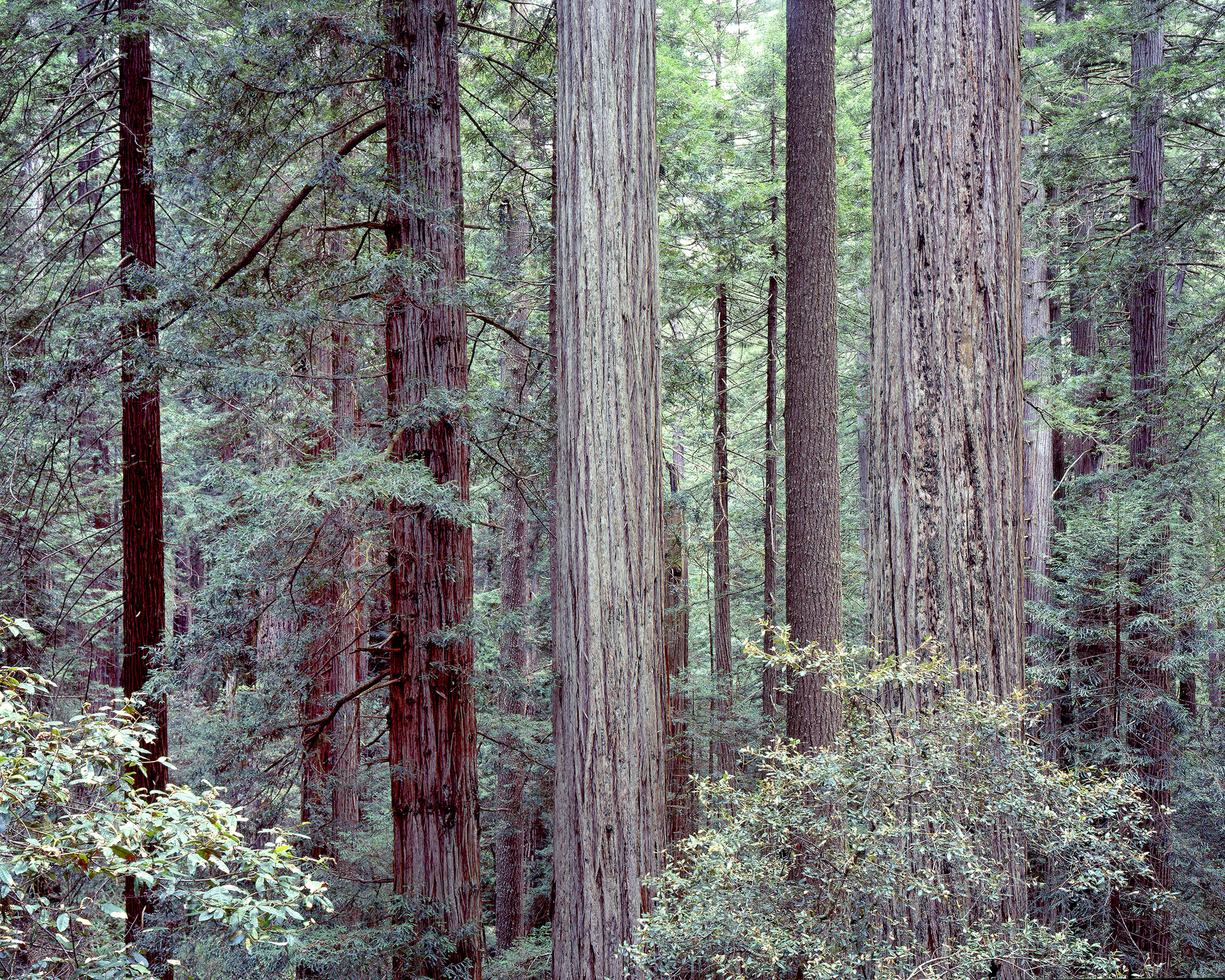 Redwood National Forest SML.jpg