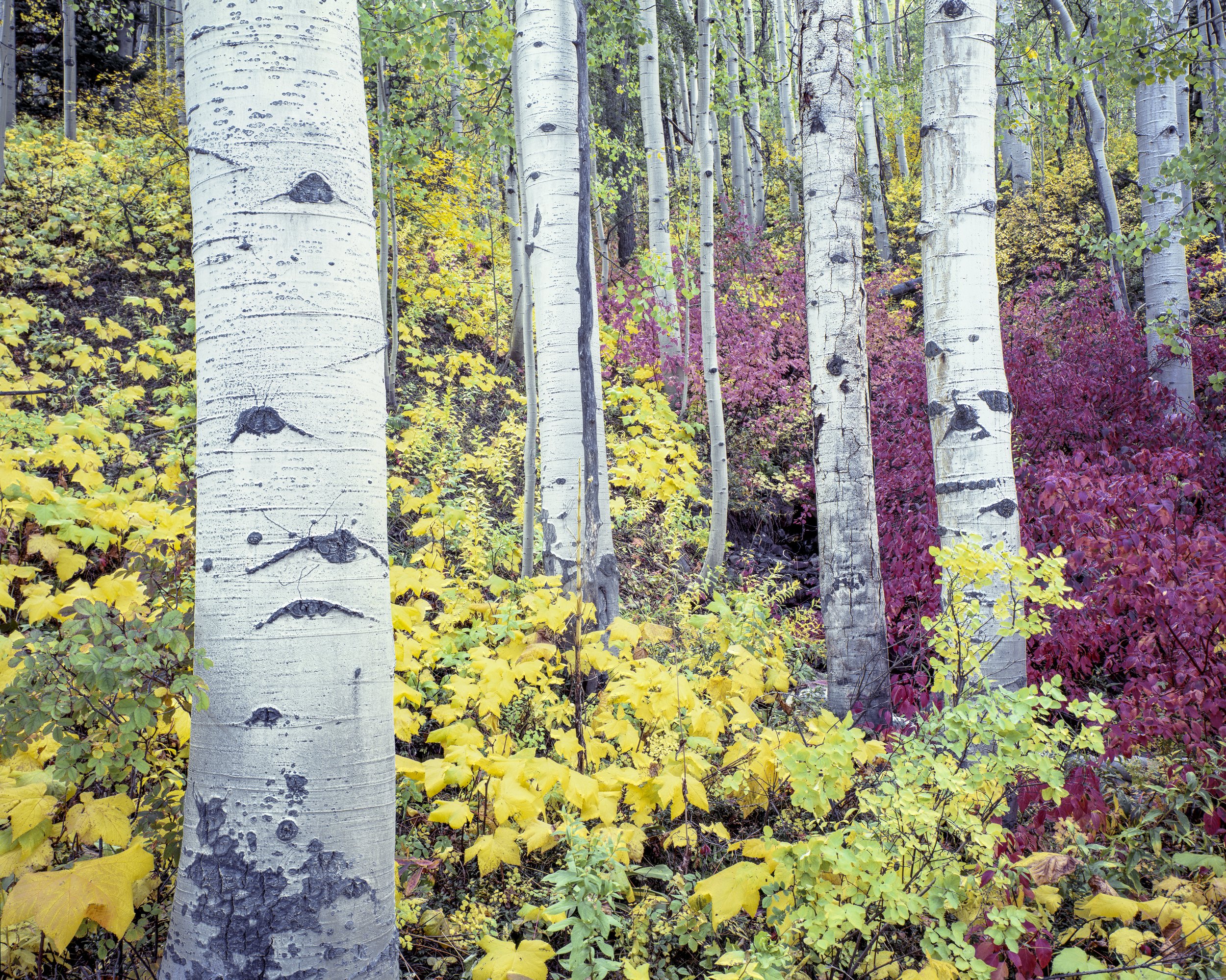 Snowmass Fall Aspens SML.jpg