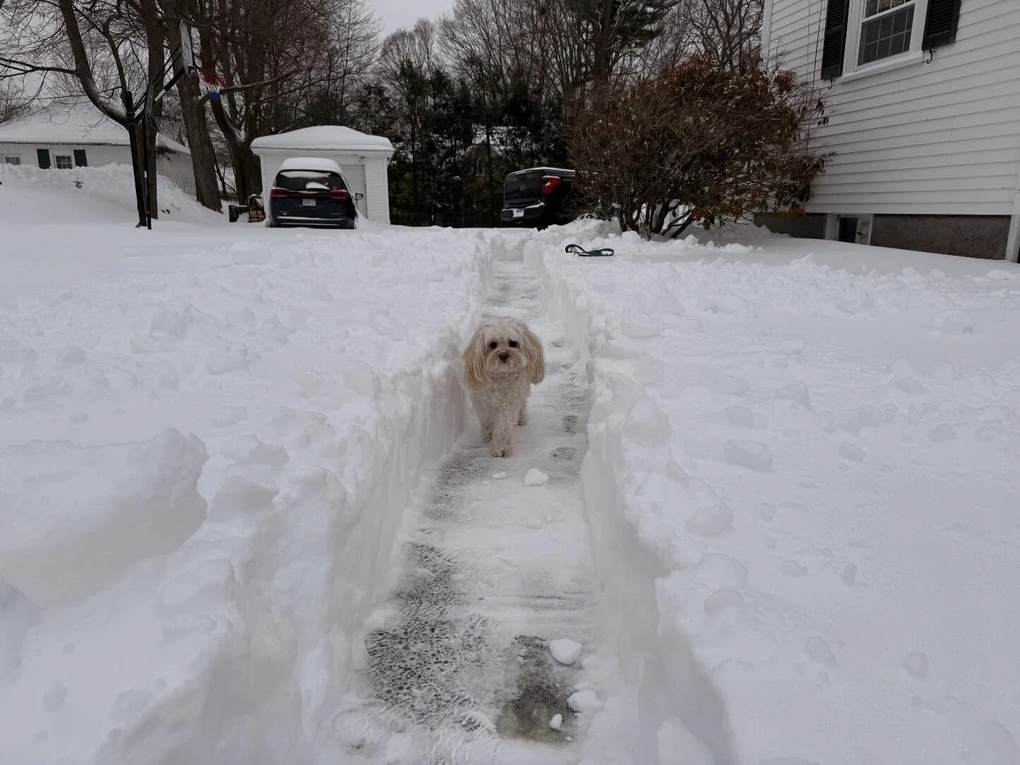 Big snow! Took these a few days ago when our giant snow first arrived! Makes winter fun and a little bit wild! ❄️