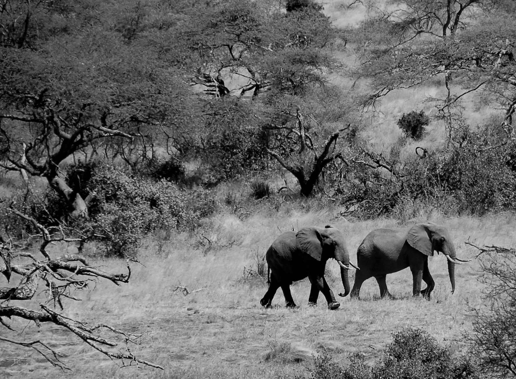  35mm Black &amp; White Film. Kenya, Africa 