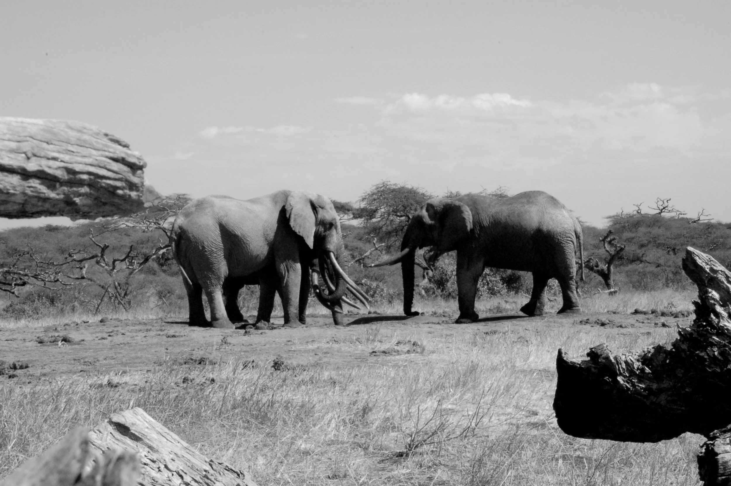  35mm Black &amp; White Film. Kenya, Africa 