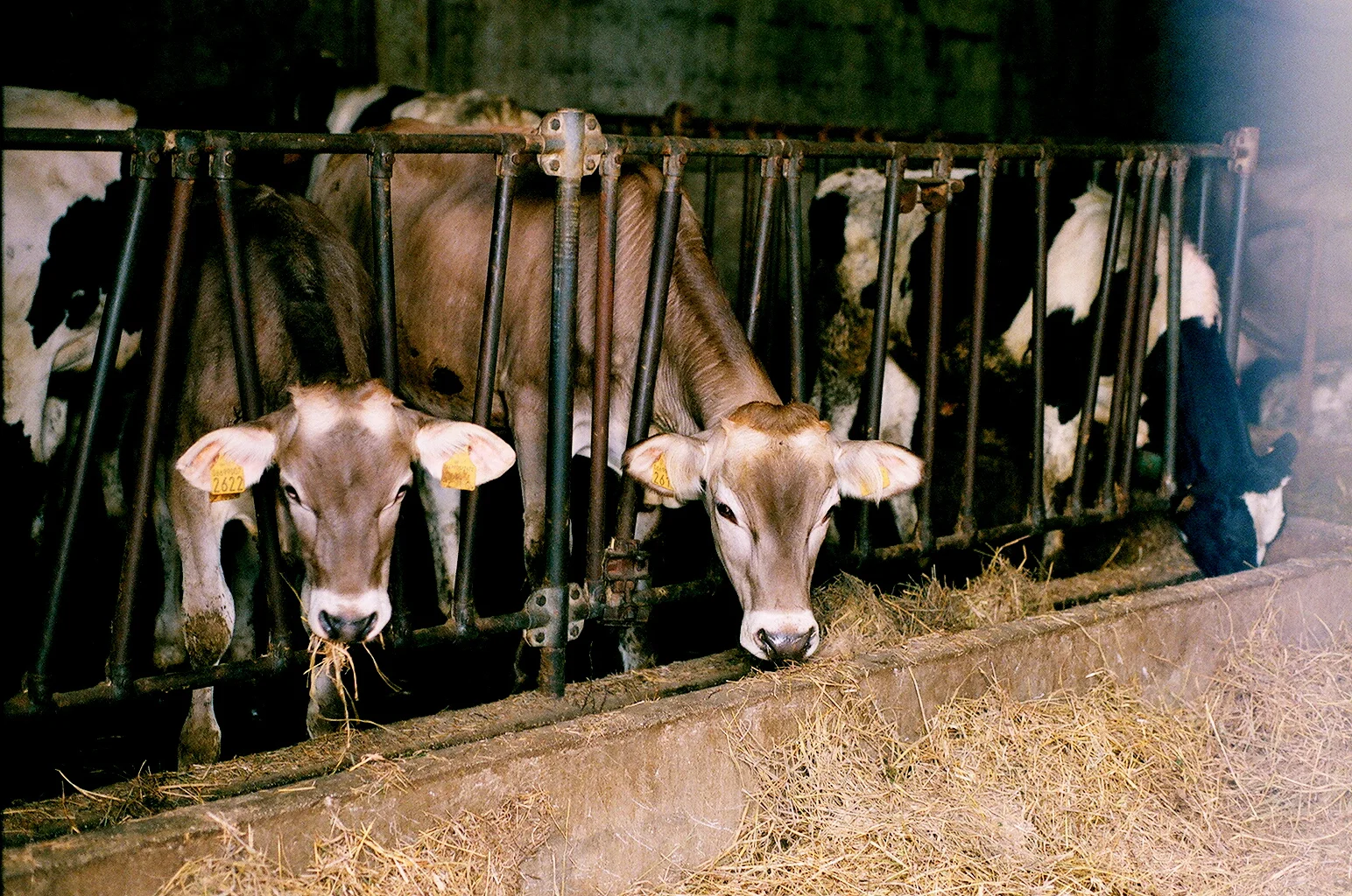  35mm Color Film. Abruzzo, Italy 