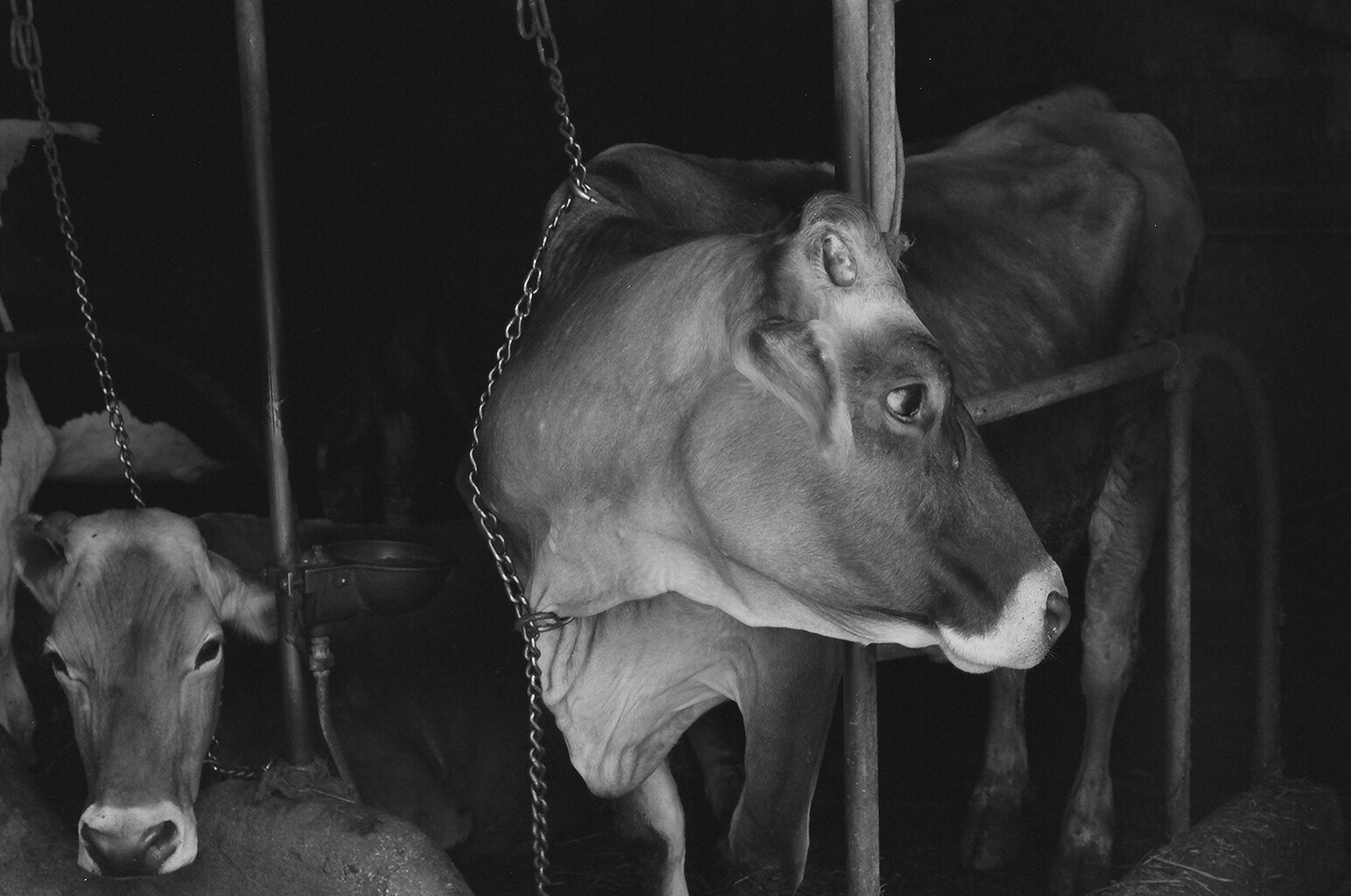  35mm Black &amp; White Film. Abruzzo, Italy 