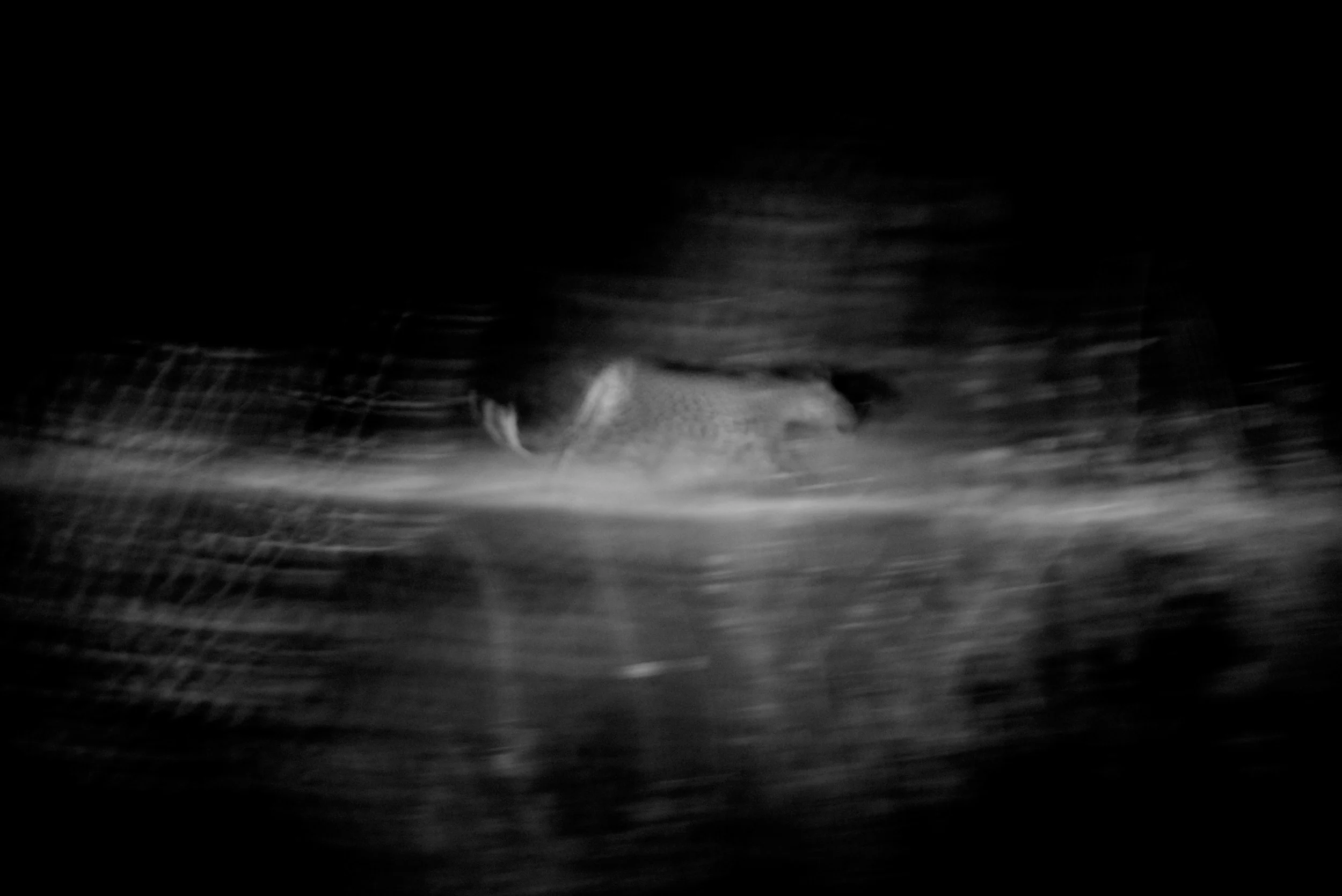BW PRINT Leopard 24x36.jpg