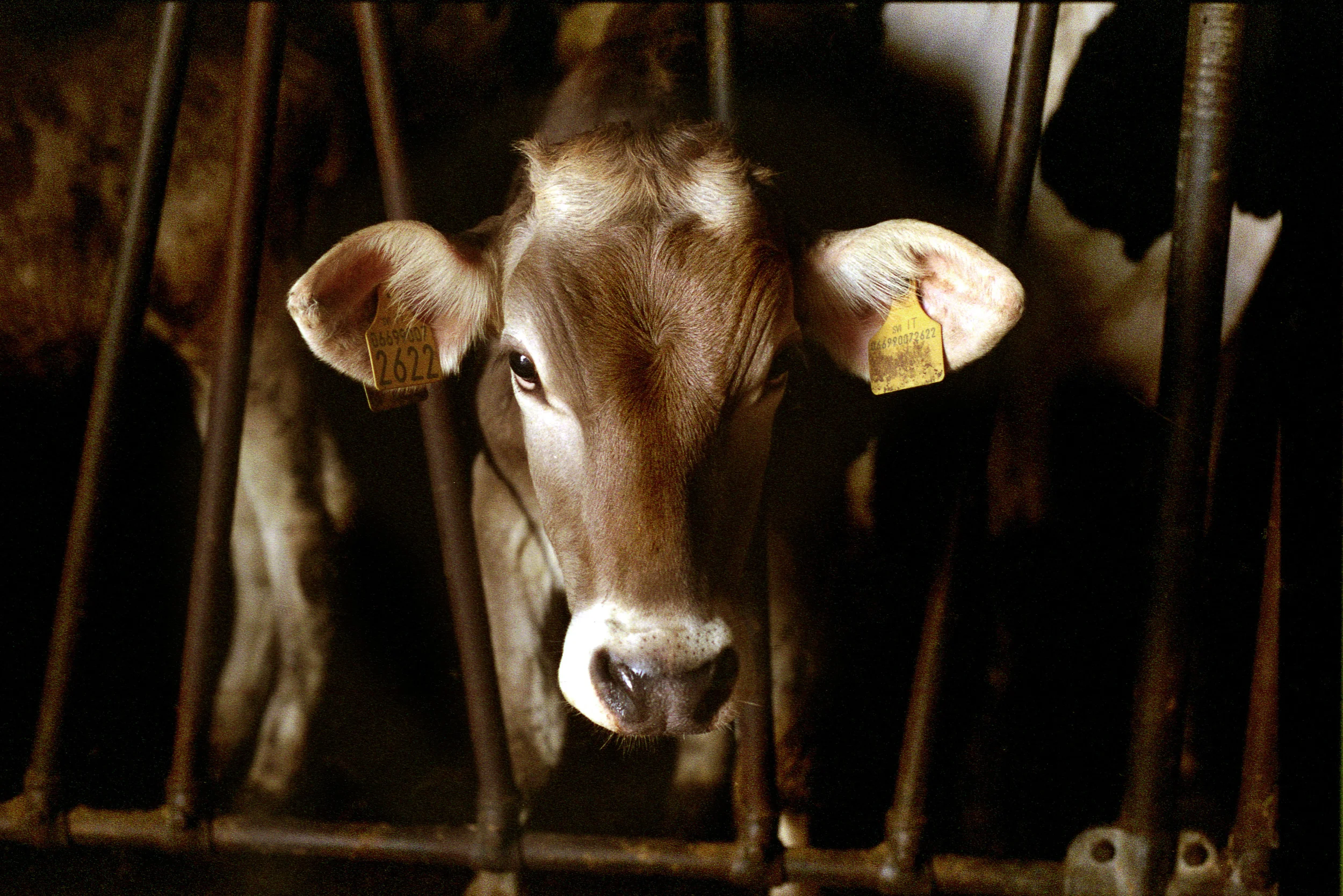 COLOR PRINT 24x36  Cow.jpg