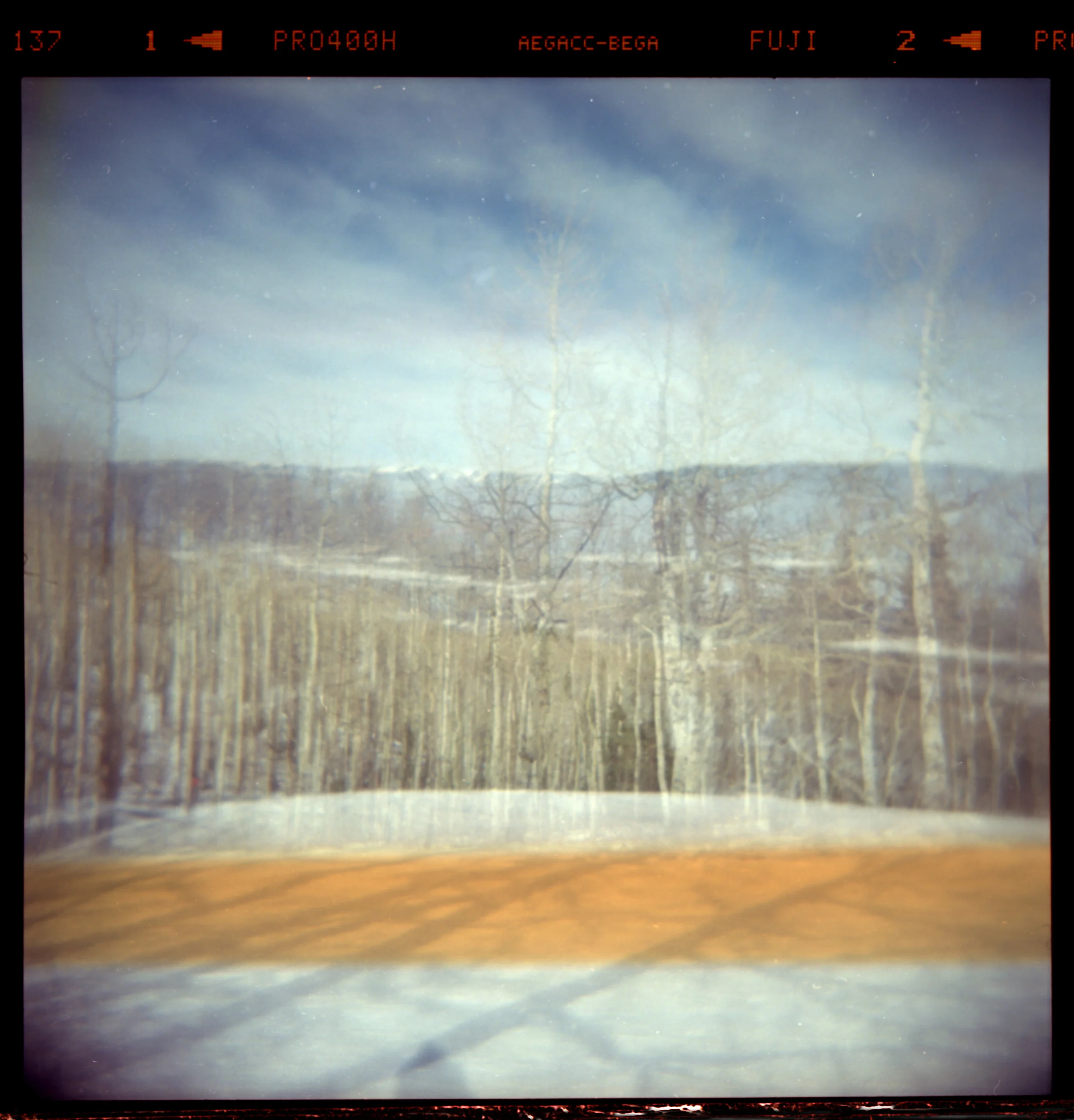 COLOR PRINT 48x46 aspen tree copy.jpg
