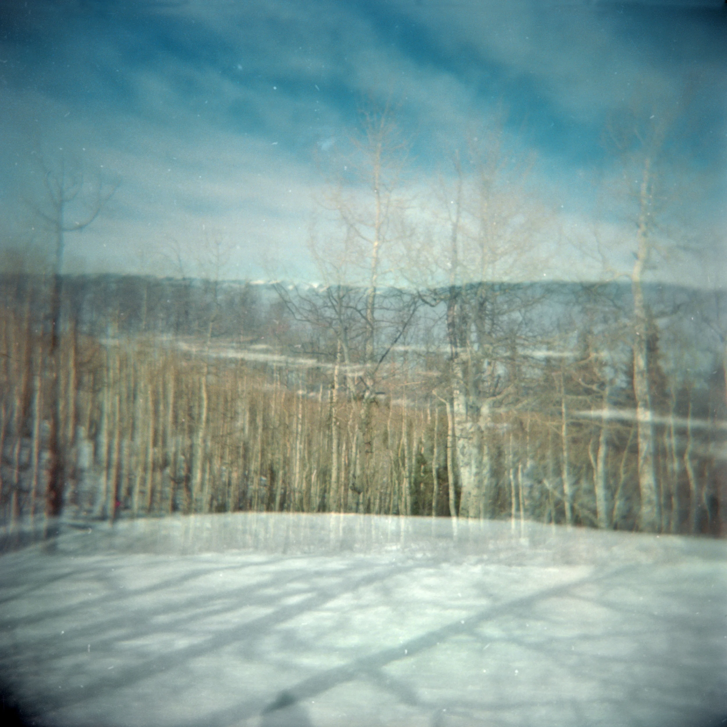 PRINT new 60x60 aspen tree.jpg