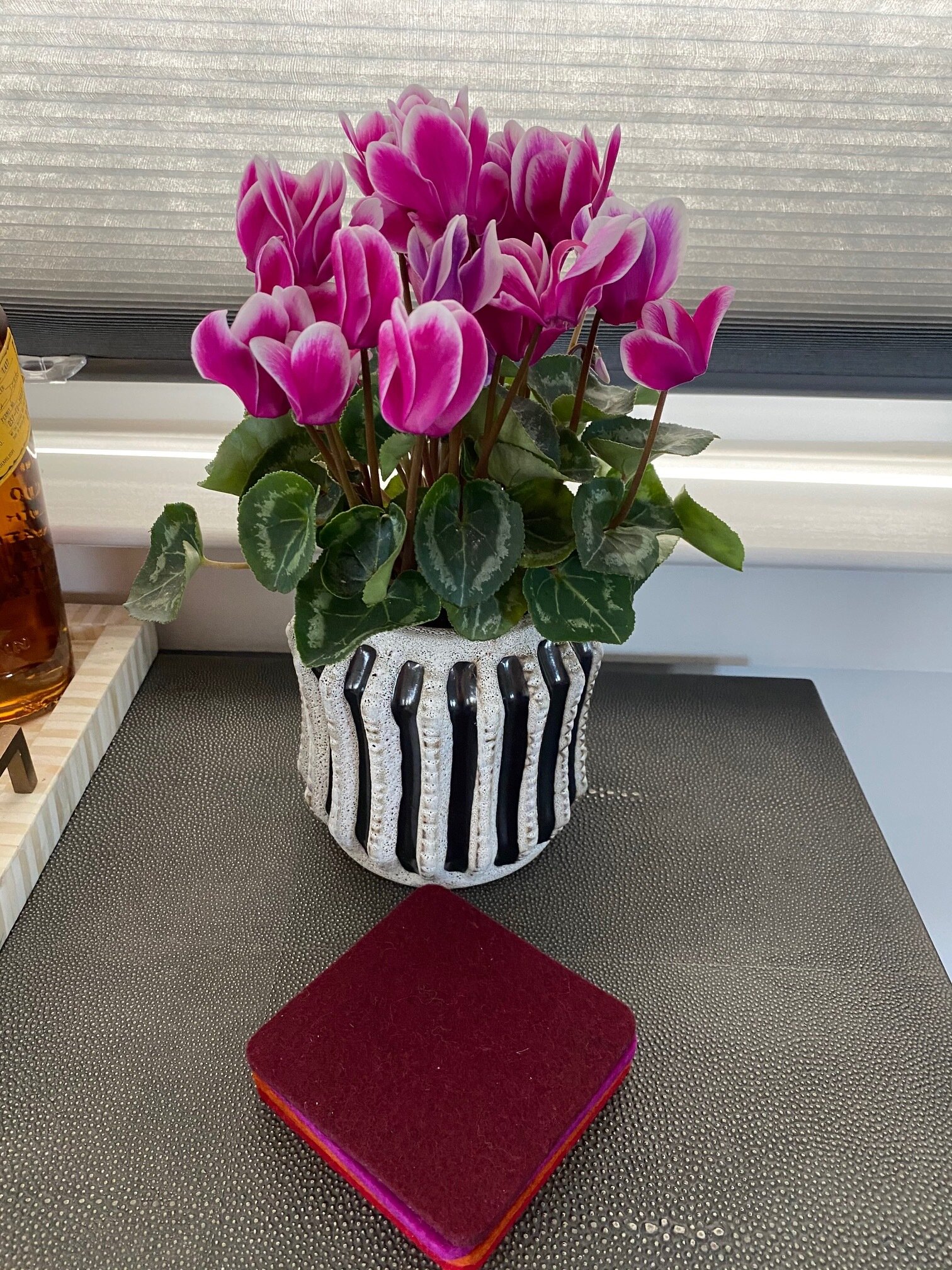 Flowering Cyclamen, $3.99 at Trader Joe's 