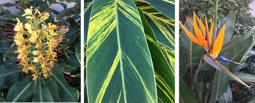 Take your cues for the best natural colors from nature. She never gets it wrong.