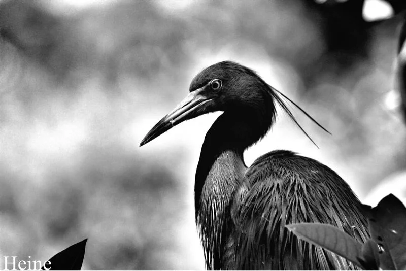 Blue Heron. Corkscrew Swamp Sanctuary. Winter 2011