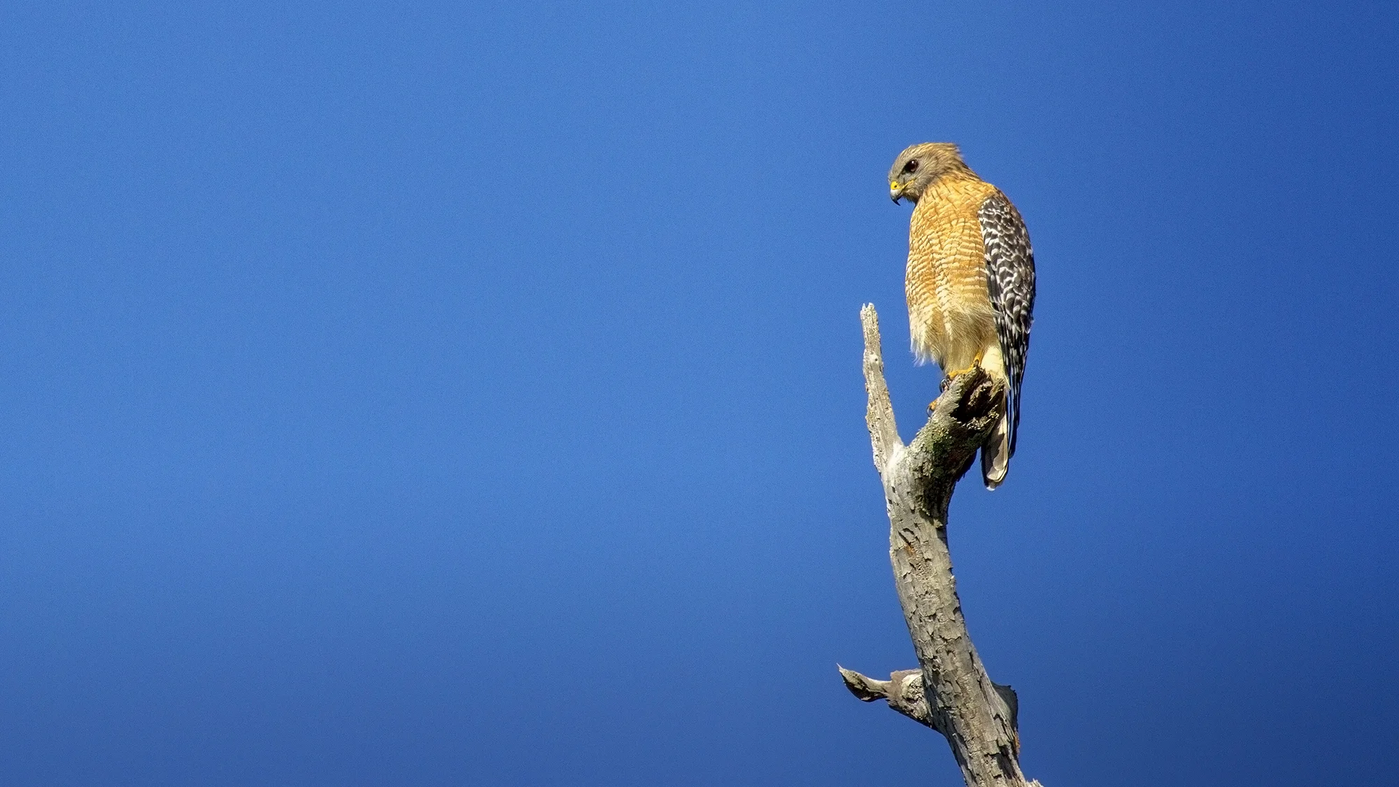 Red shouldered hawk spotted at the Corkscrew Swamp Sanctuary in Naples, FL last weekend. 