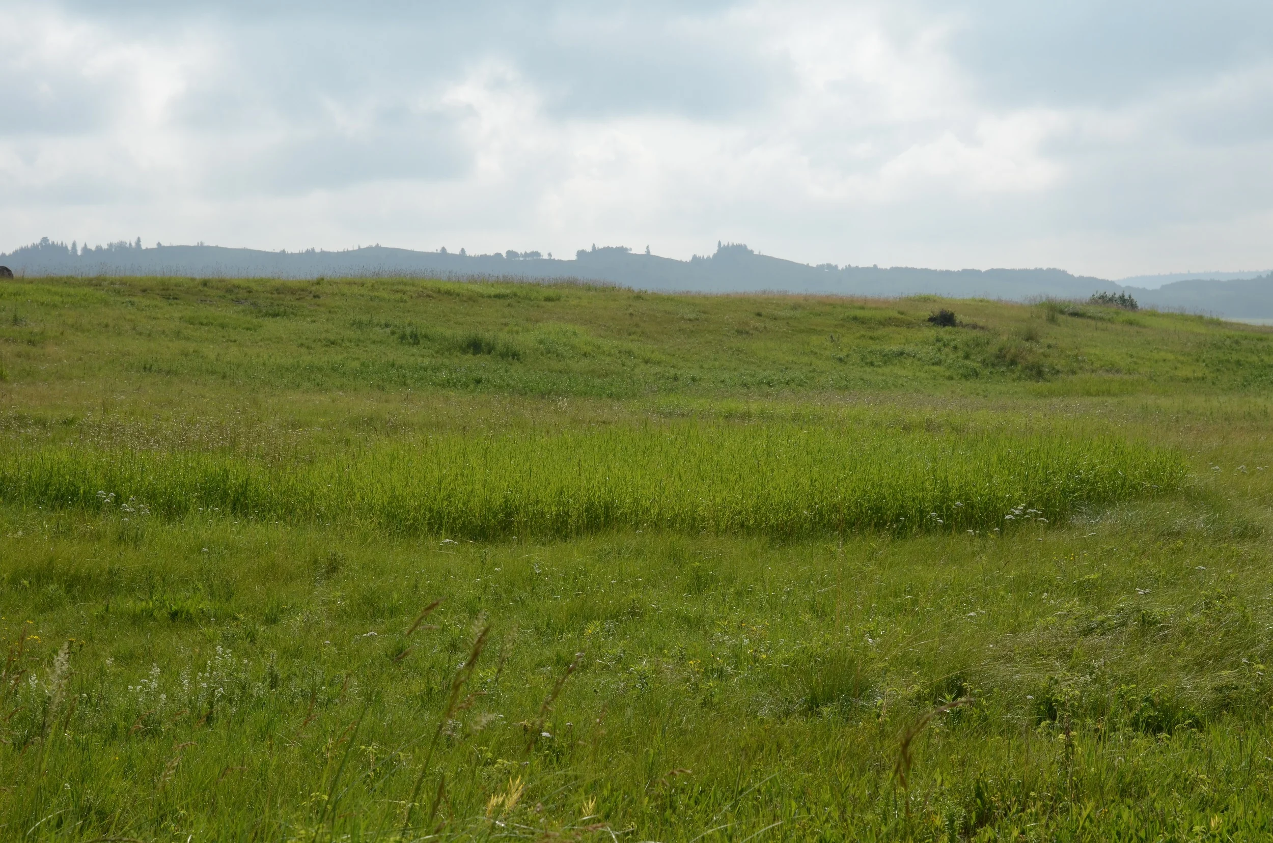DSC_2184.jpg