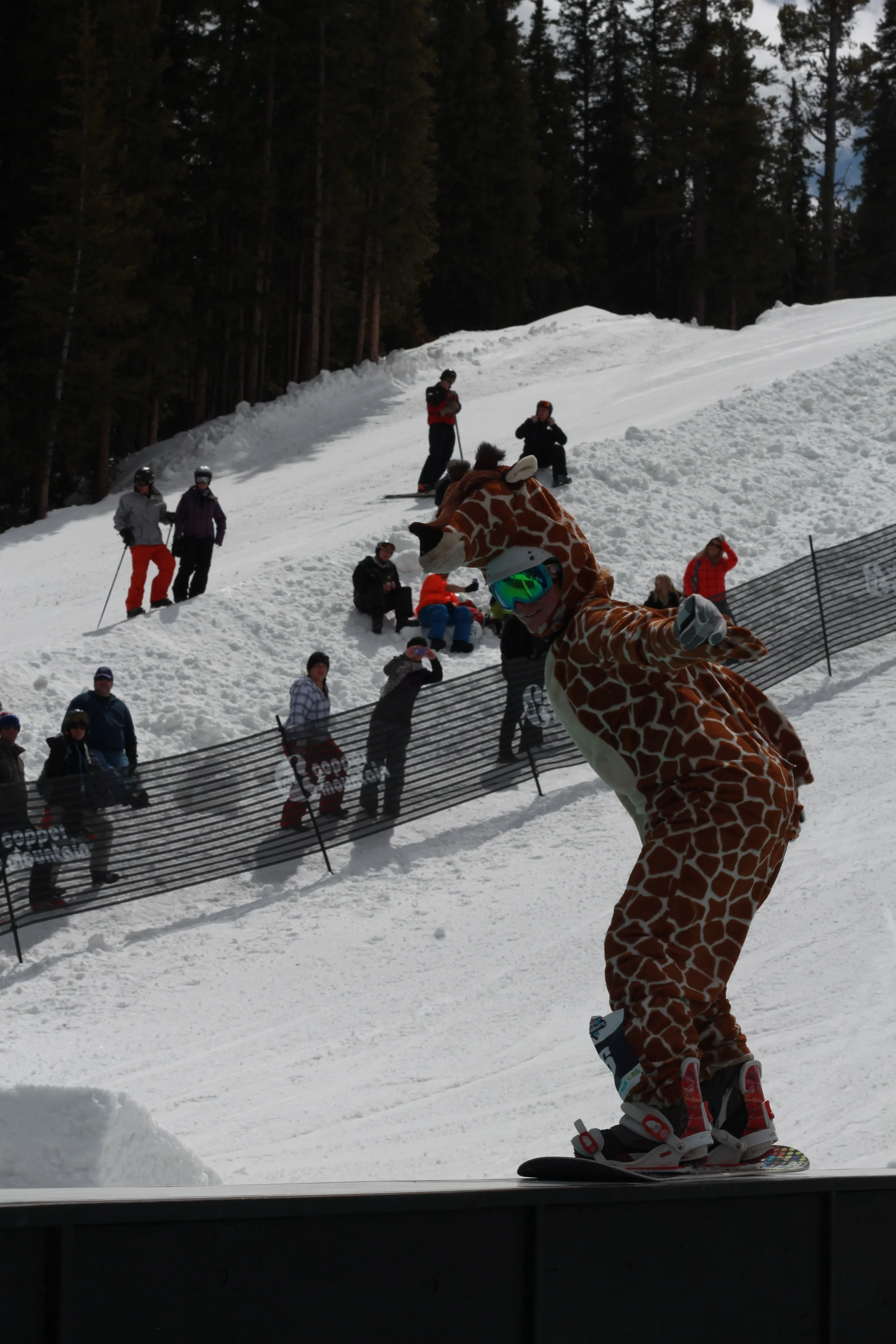 giraffe vertical.jpg