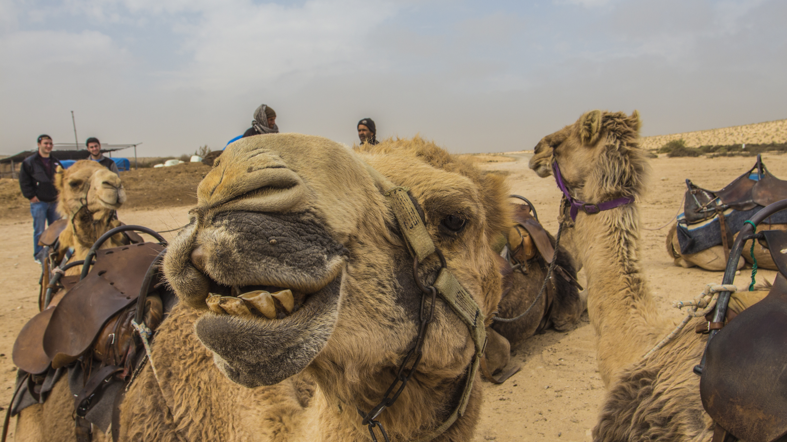 camel smile.jpg