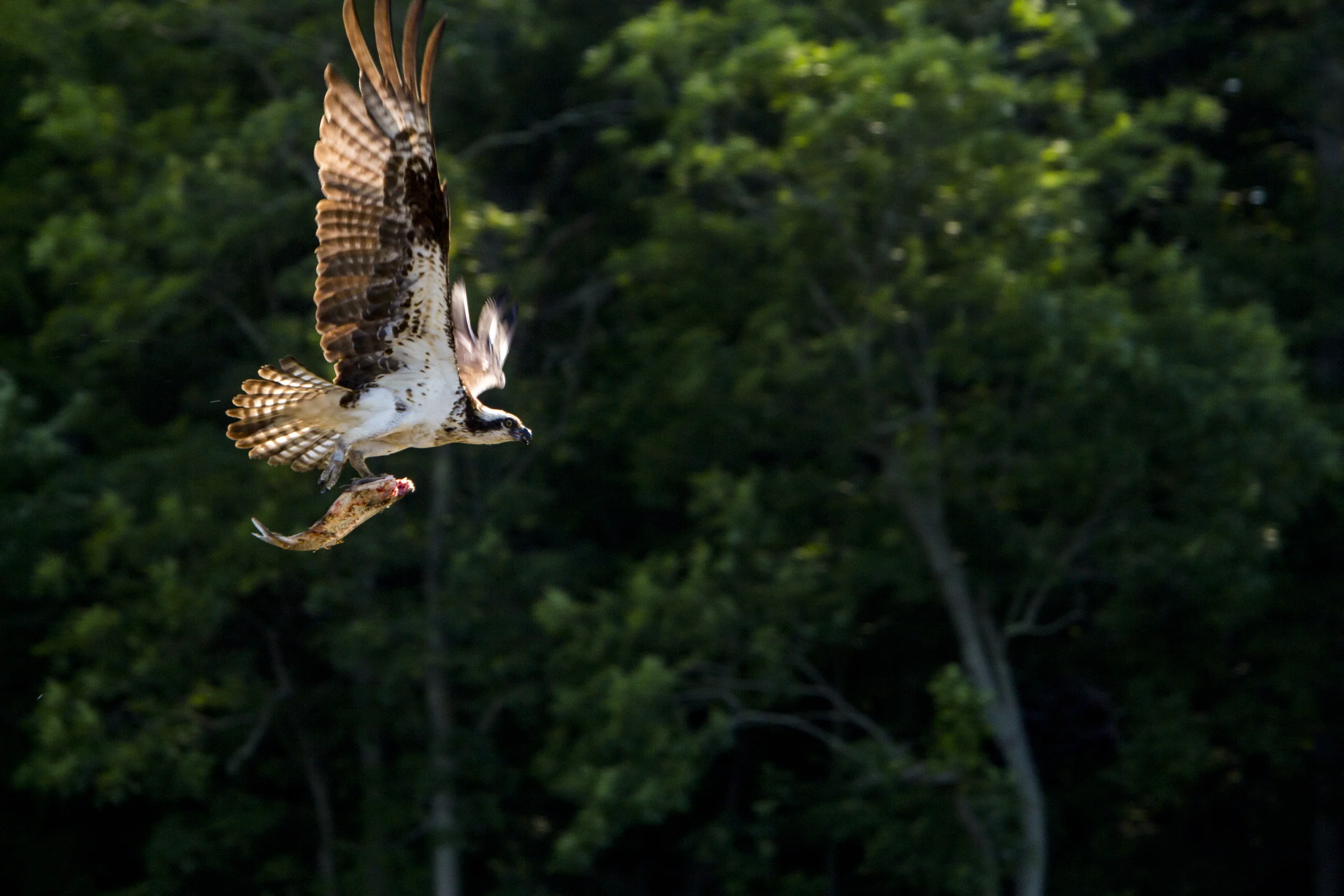 bird with fish side.jpg