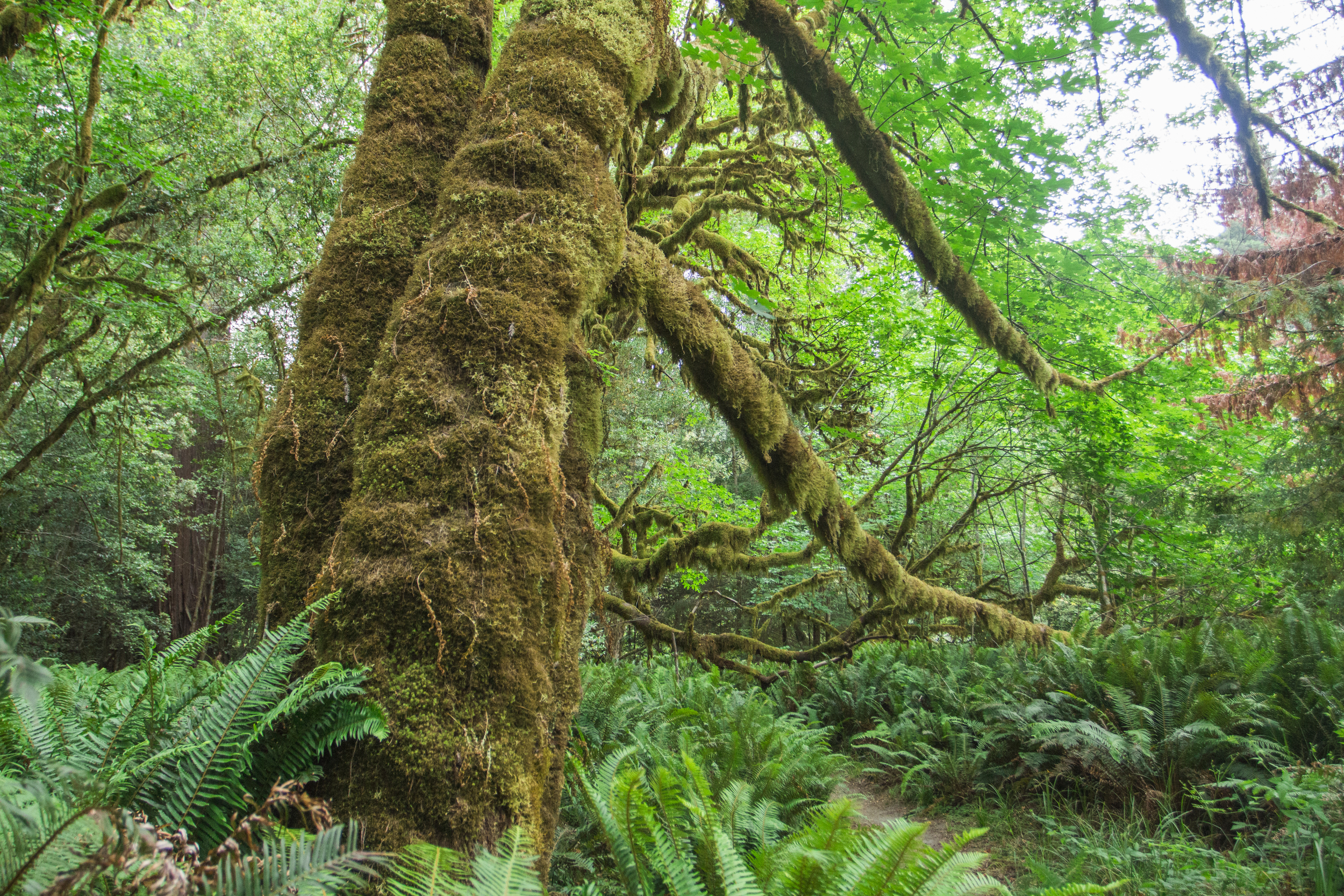 moss tree.jpg