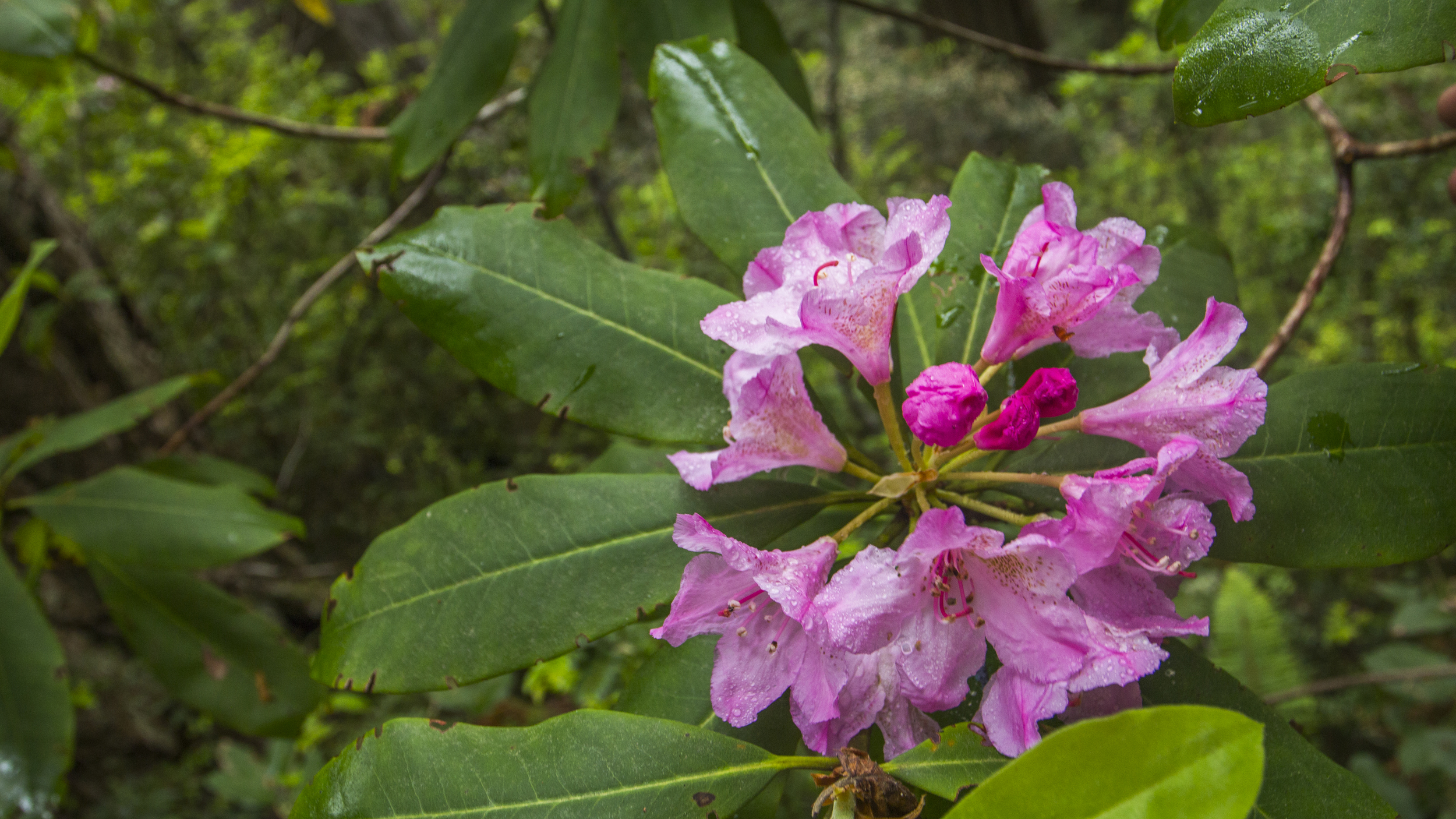 rhododendron flower.jpg