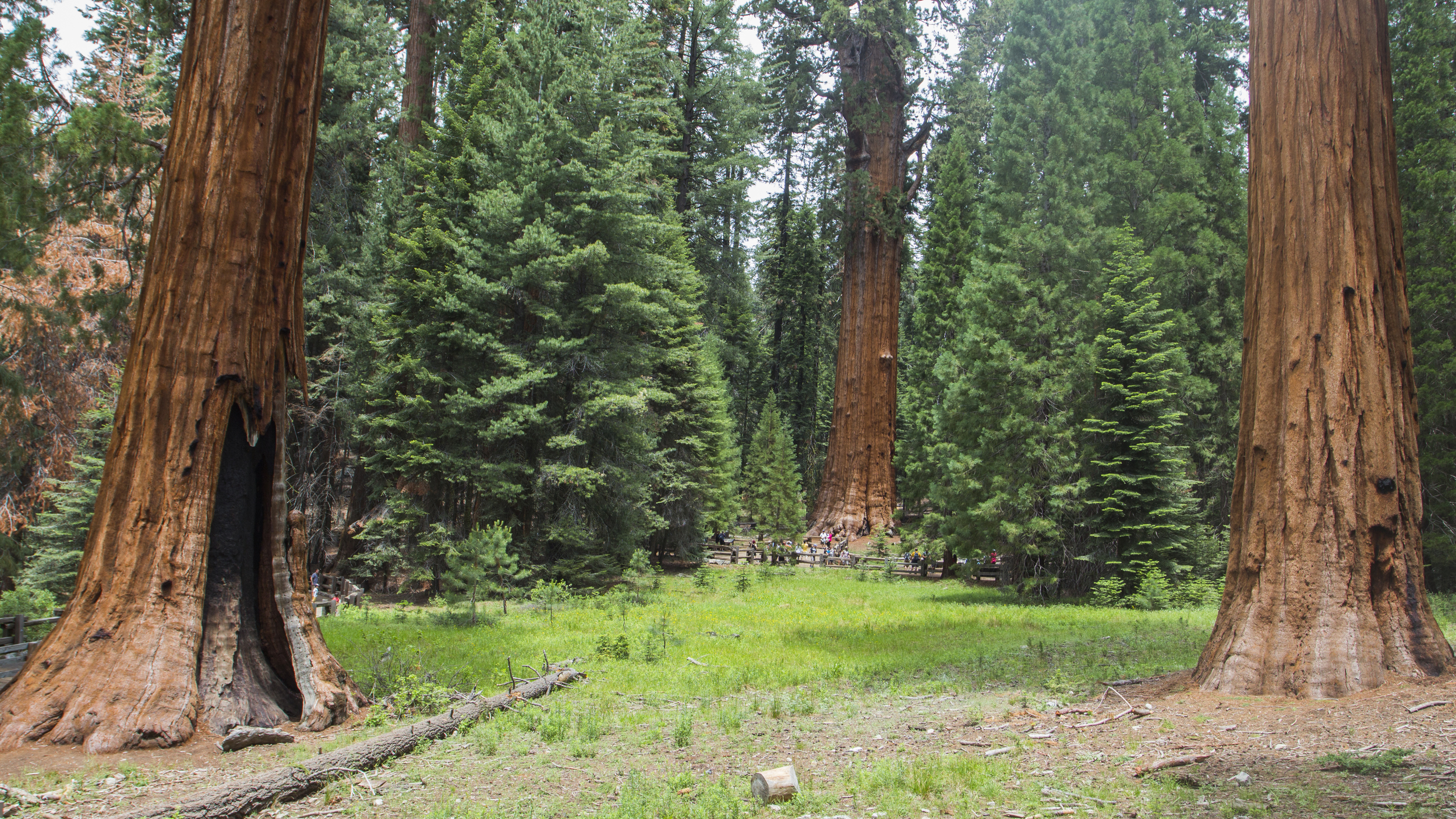 sequoia threesome.jpg