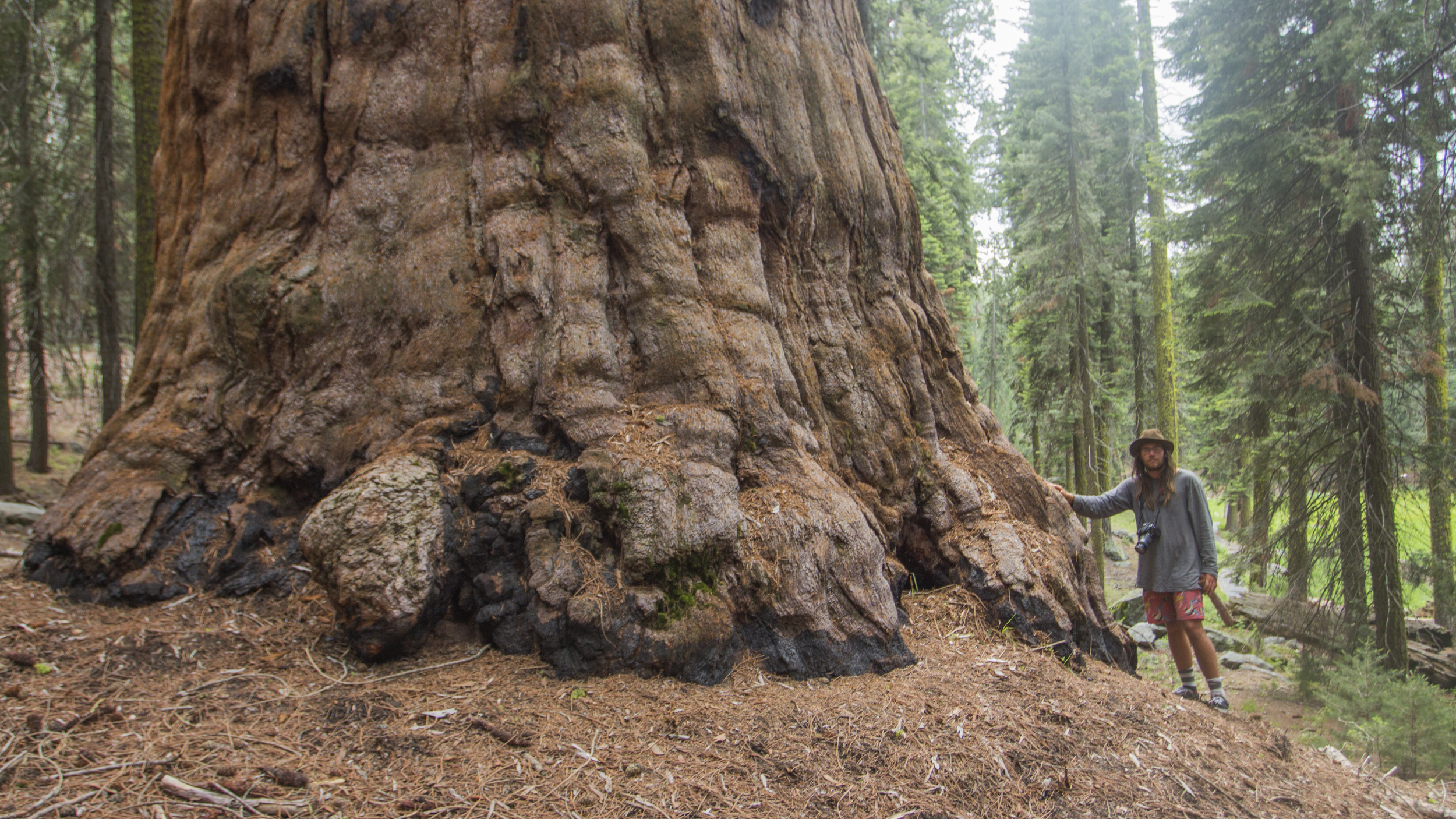 sequoia trav.jpg