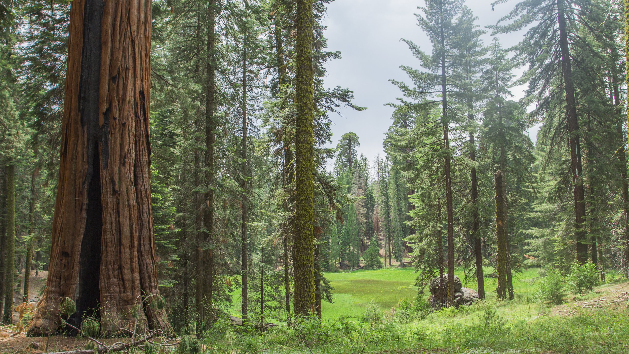 sequoia valley.jpg