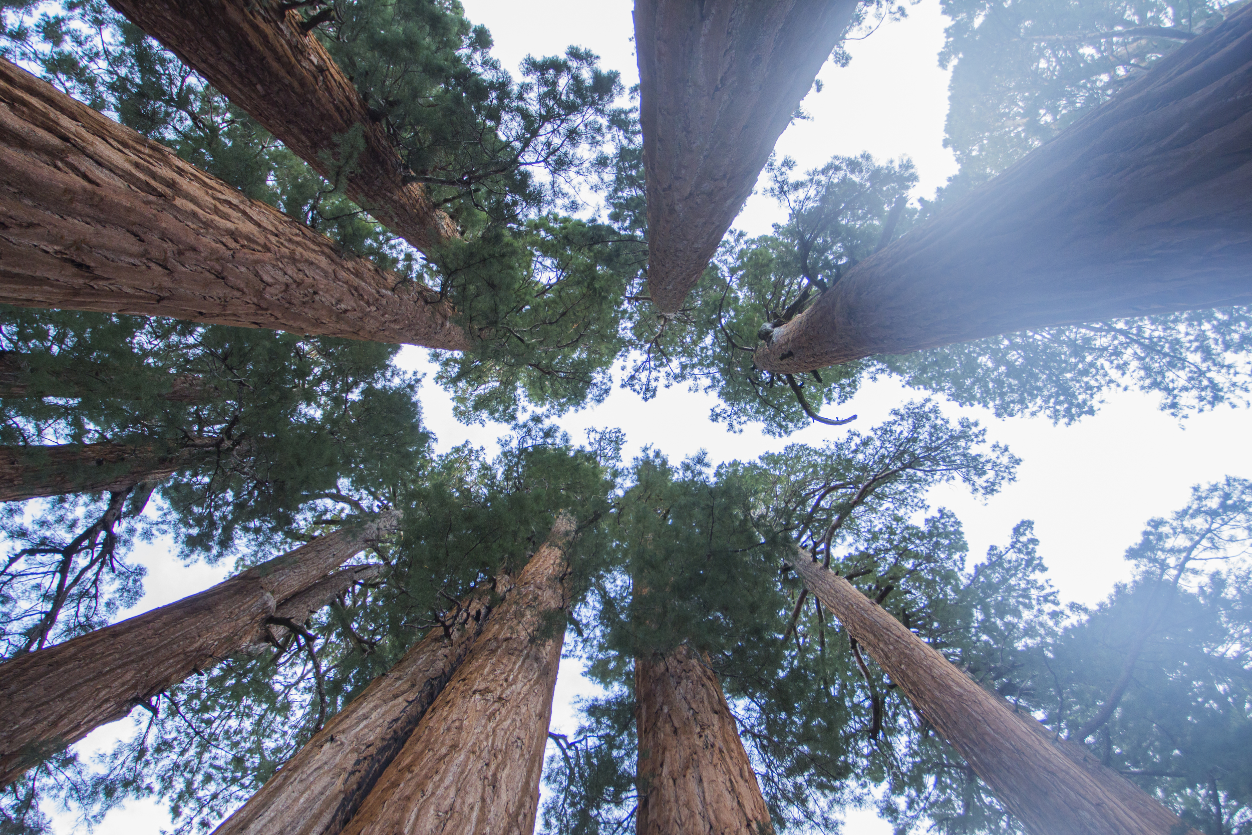 sequoias from below.jpg