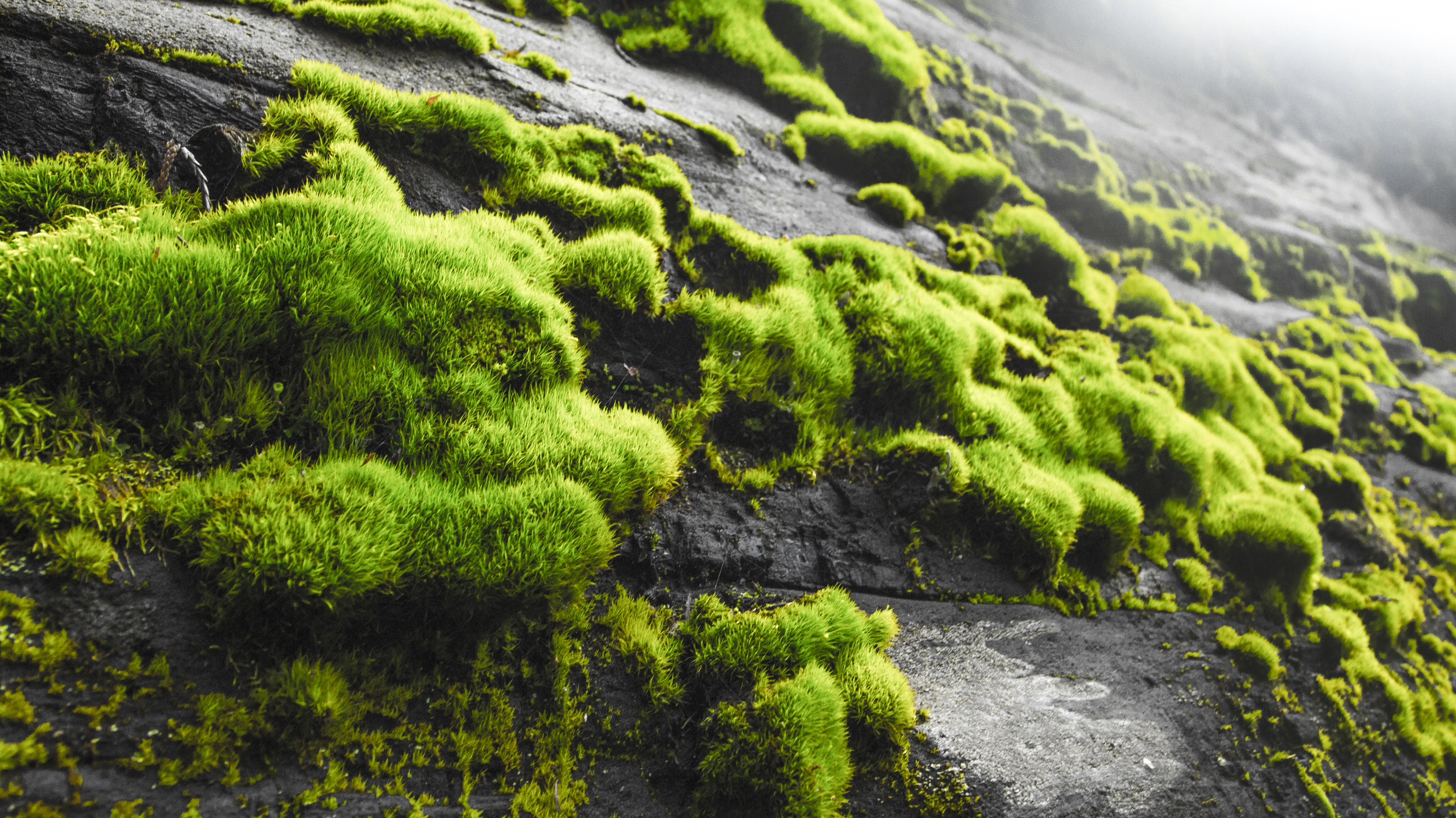 trippy moss.jpg