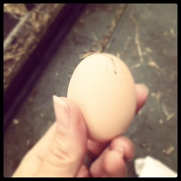 An egg from one of our chickens